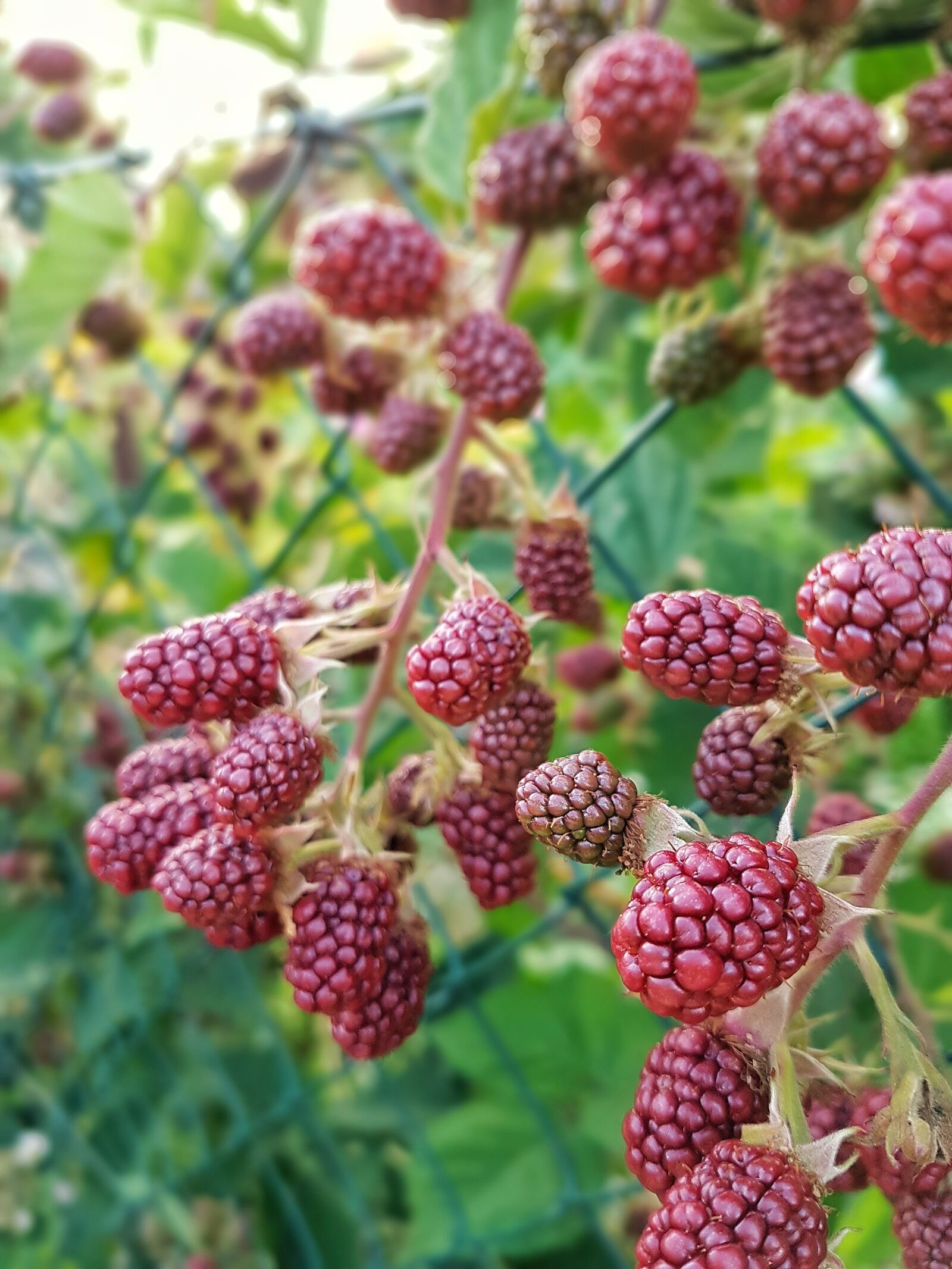Samsung Galaxy S7 Edge sample photo. Blackberries, berries, nature photography