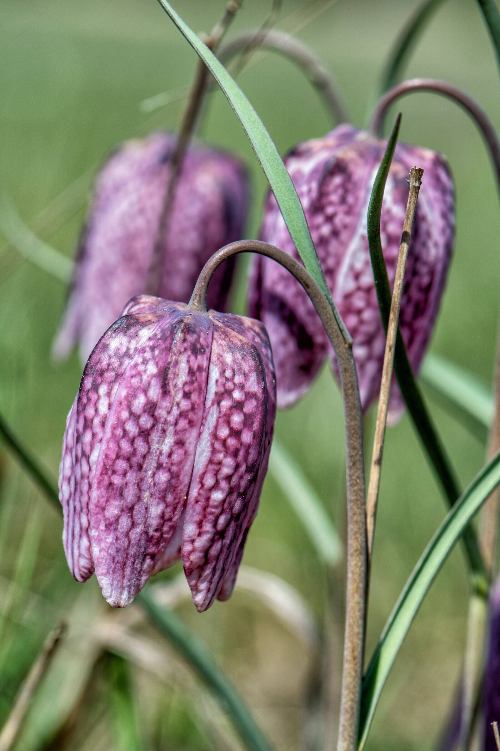 Nikon D7500 sample photo. Chequered, nature, plant photography