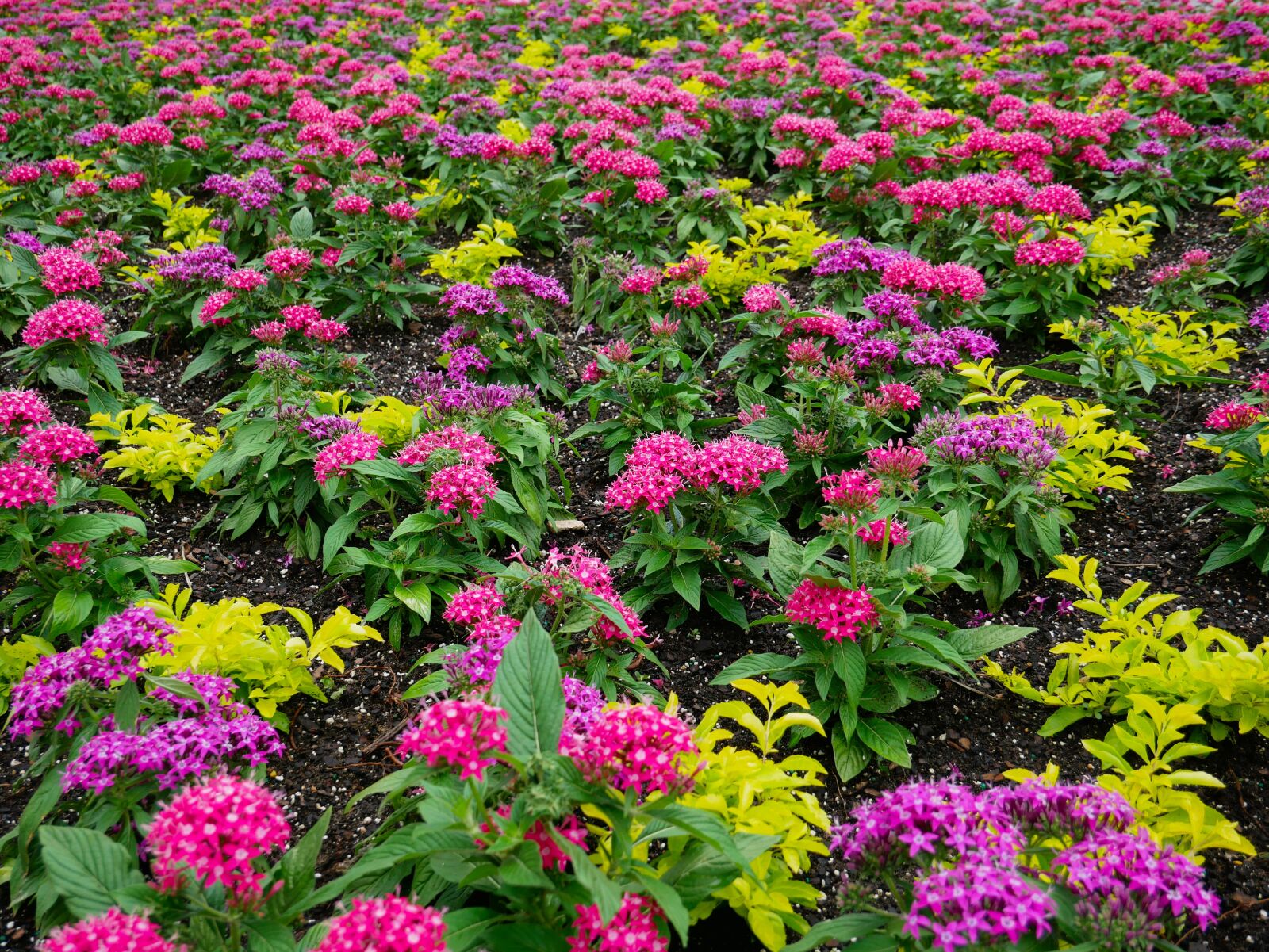 Panasonic Lumix DMC-G85 (Lumix DMC-G80) sample photo. Flowers, pink, yellow photography