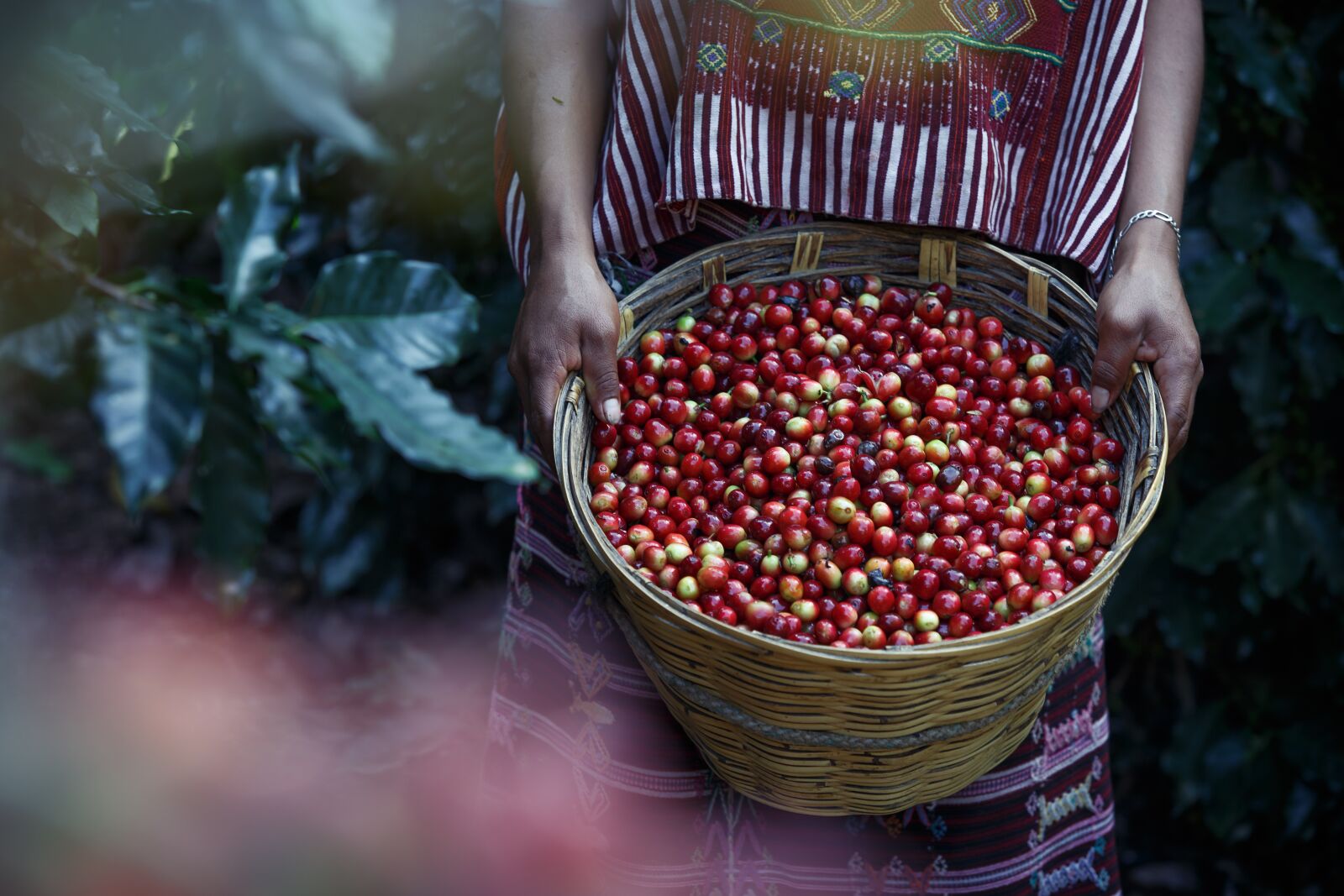 Canon EF 70-200mm F2.8L USM sample photo. Coffe, coffee, coffee beans photography
