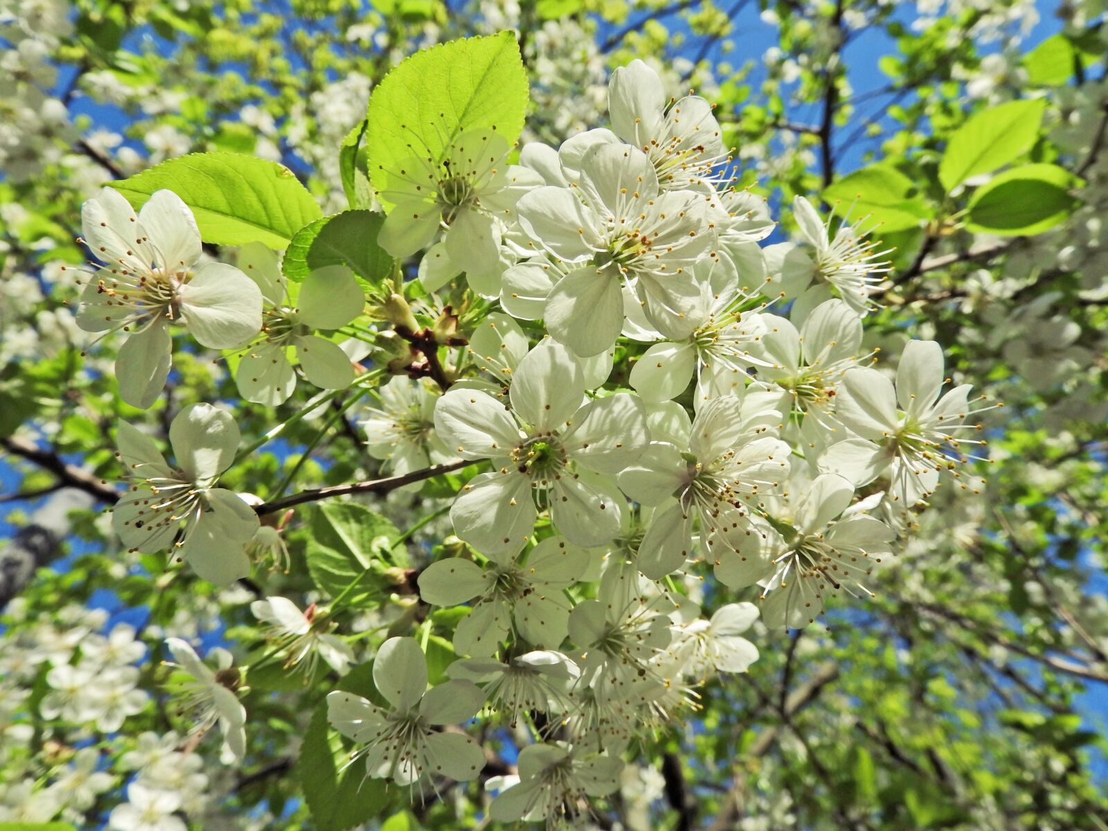 Nikon Coolpix P610 sample photo. Apple tree, bloom, spring photography