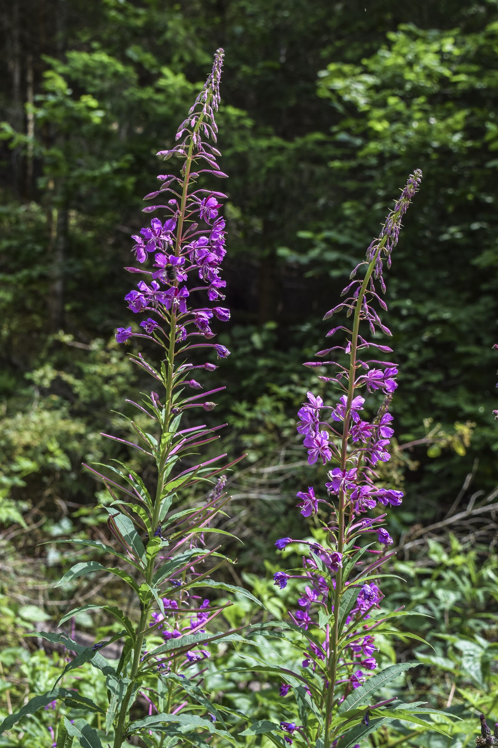 Nikon D3300 sample photo. Flower, lobelia, garden photography