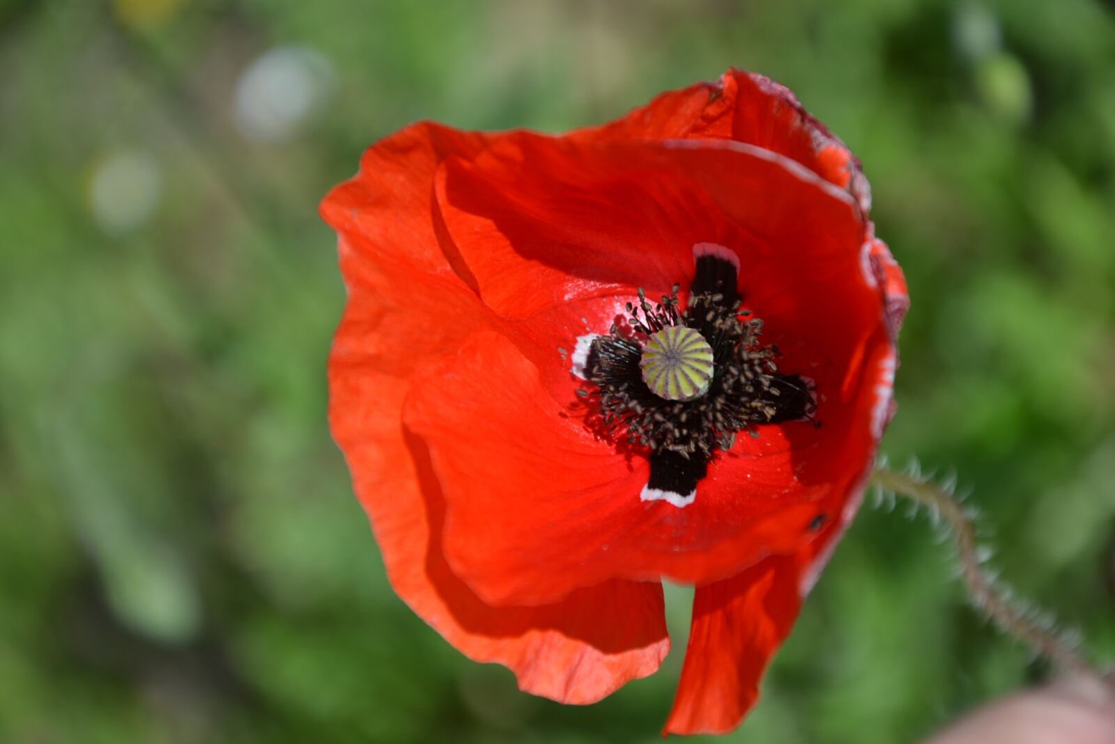 Nikon D3100 sample photo. Poppy, red, flower photography
