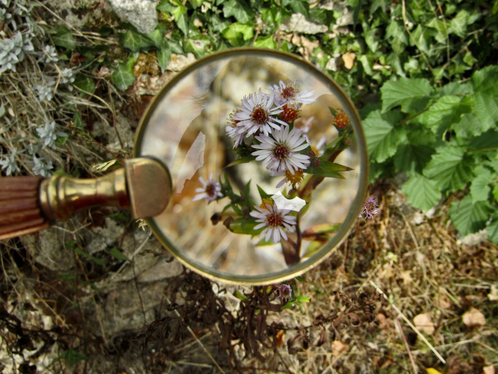 Canon PowerShot SX410 IS sample photo. Magnifying glass, flowers, plants photography