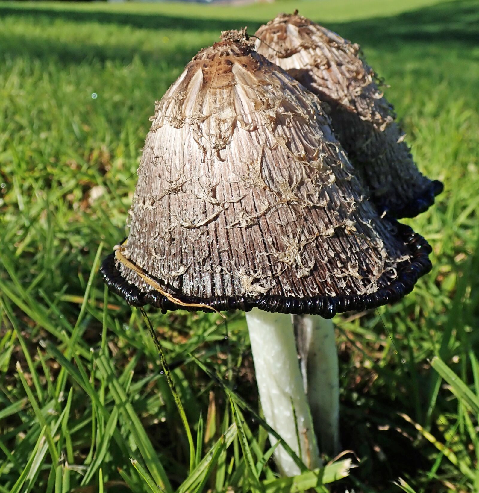 Olympus TG-5 sample photo. Mushrooms, fungi, ink caps photography