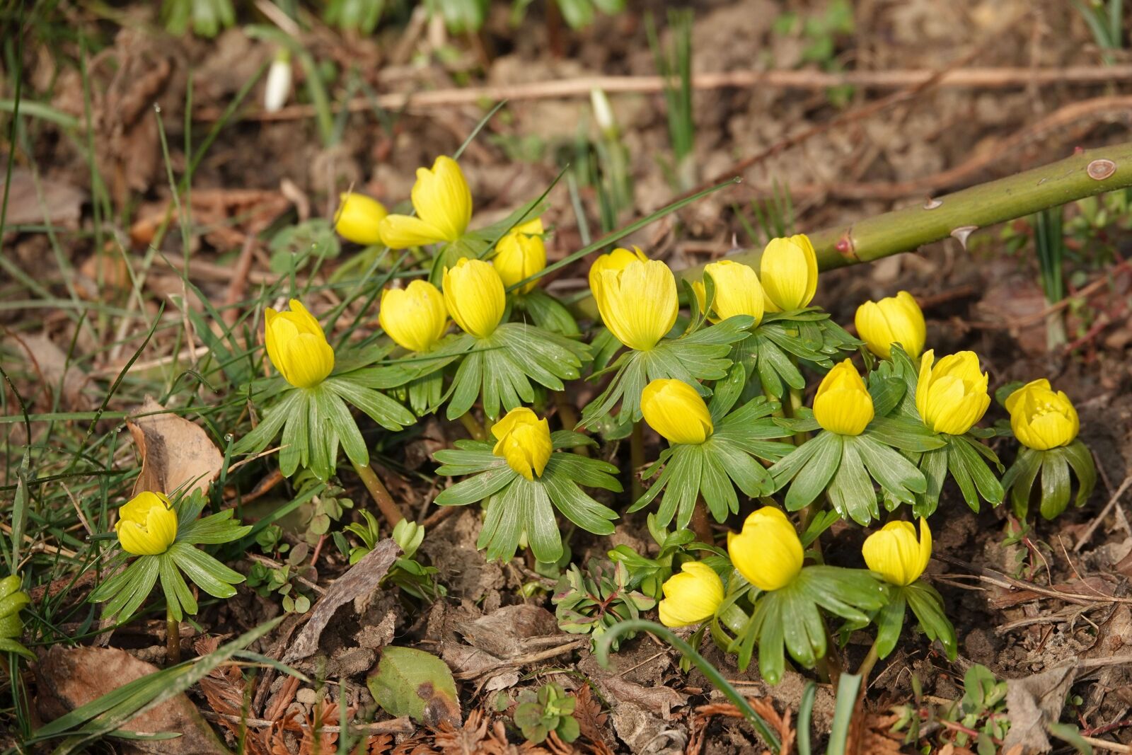 Sony Cyber-shot DSC-RX10 IV sample photo. Winter linge, flowers, plant photography