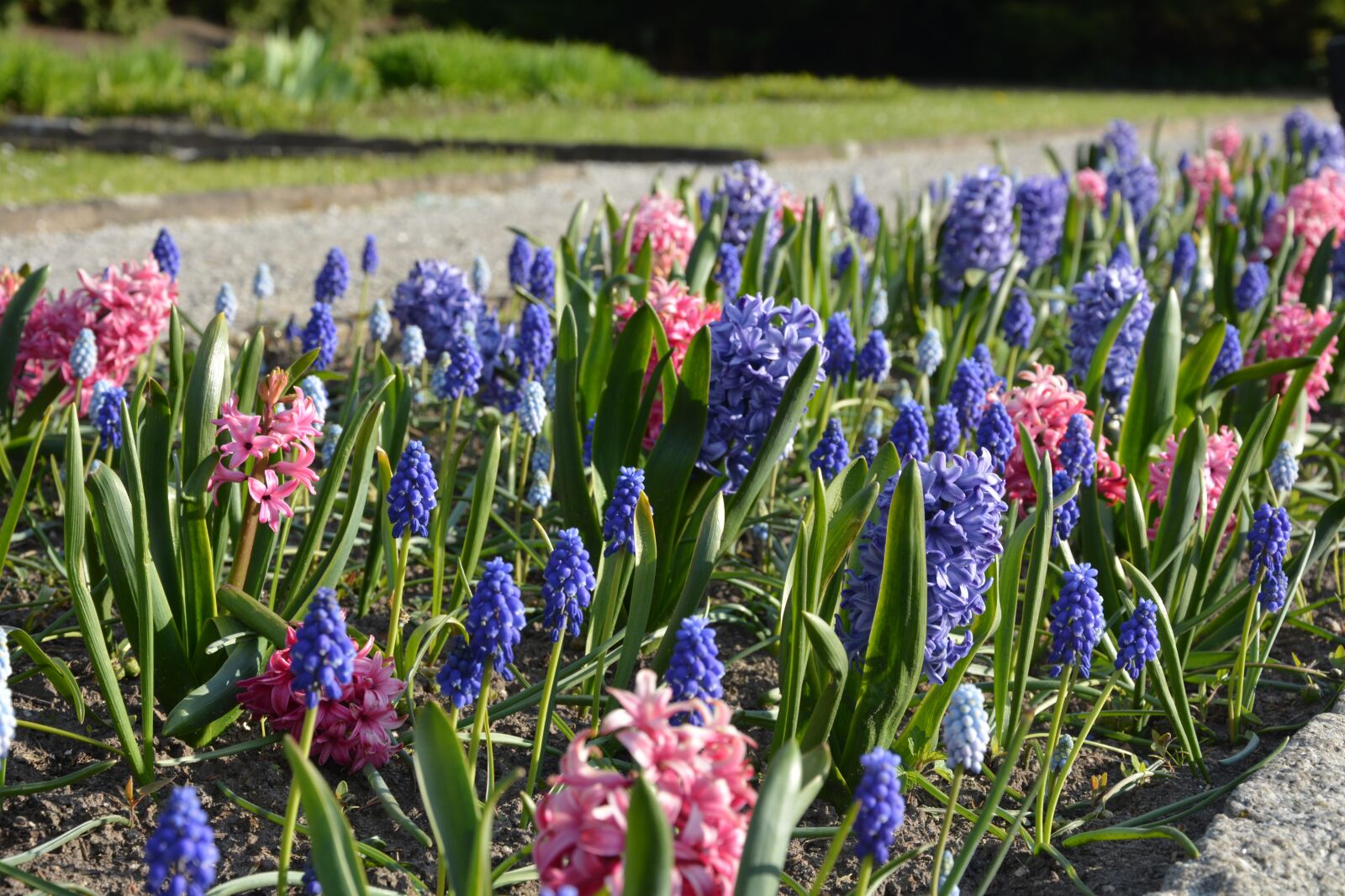 Nikon D5200 sample photo. Grape hyacinths, spring, park photography