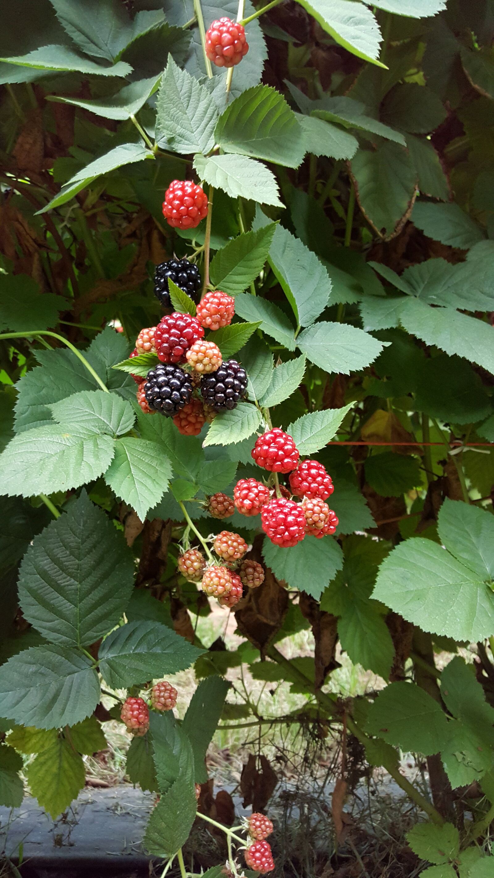 Samsung Galaxy S6 sample photo. Black berries, berries, healthy photography