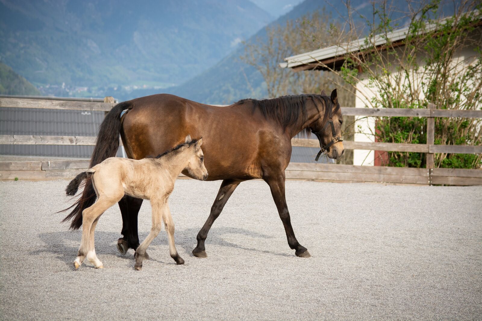 Nikon D7100 sample photo. Horse, pony, foal photography