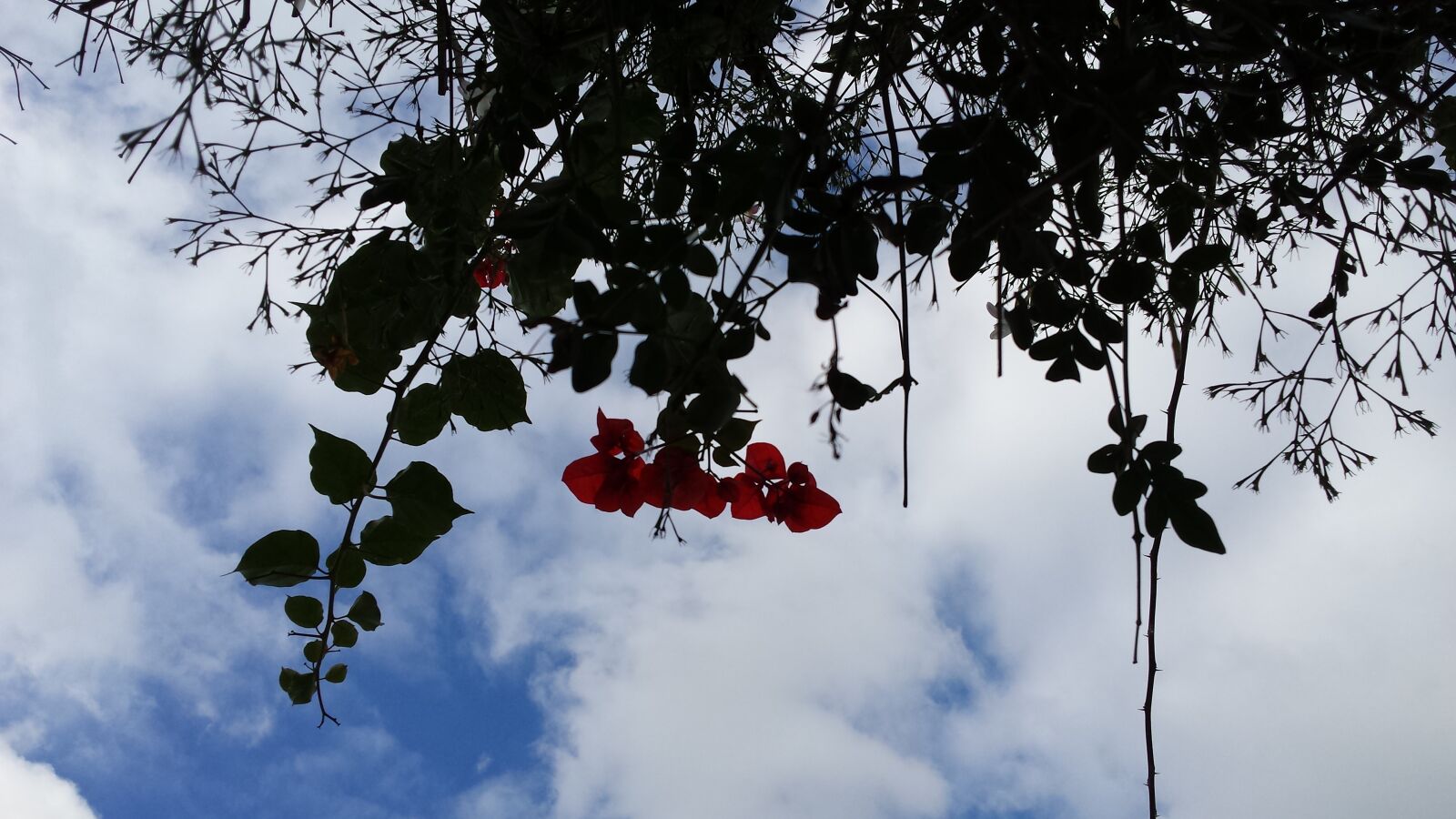 Samsung Galaxy S4 sample photo. Nature, wallpaper photography