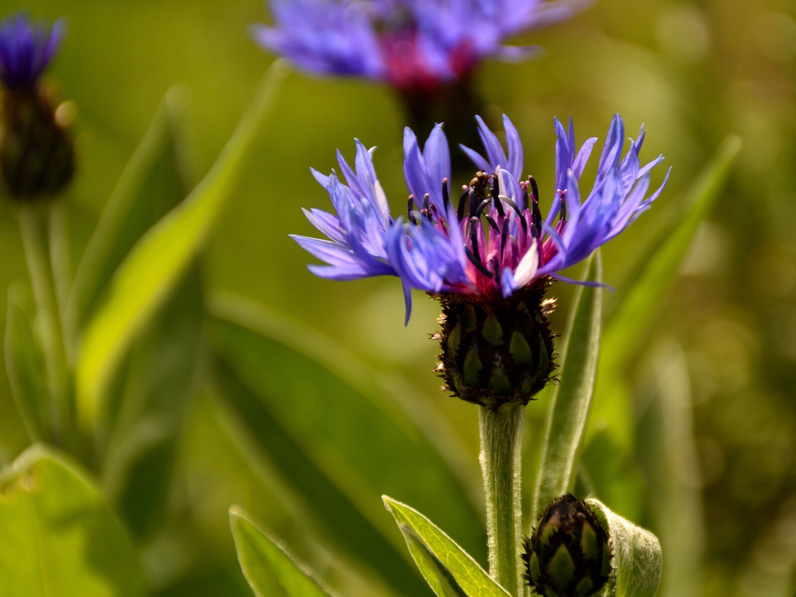 Nikon D5500 sample photo. Thistle, nature, plant photography
