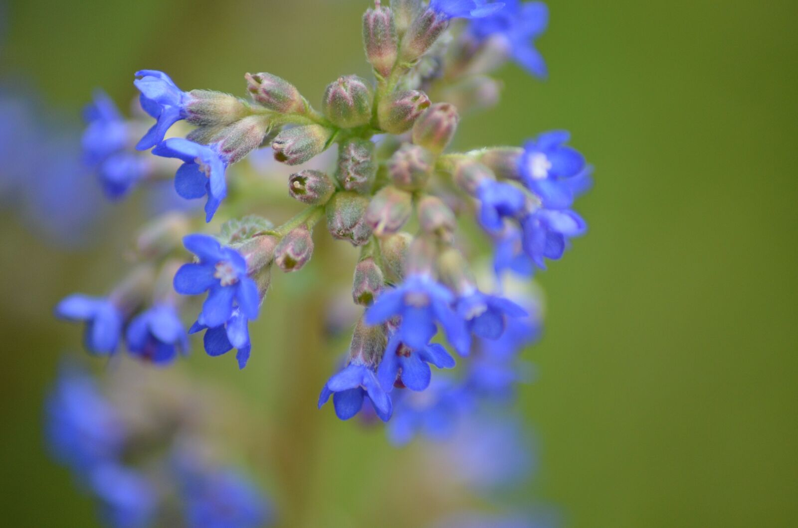 Nikon D5100 sample photo. Small flowers, purple, blue photography
