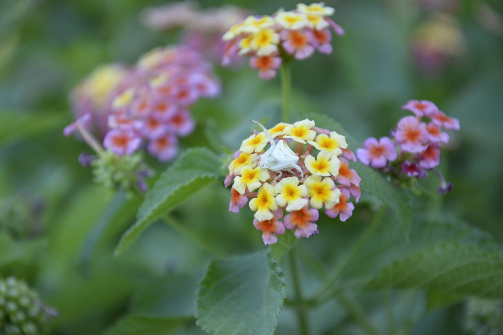 Nikon D7100 sample photo. Flowers, flower, white crab photography