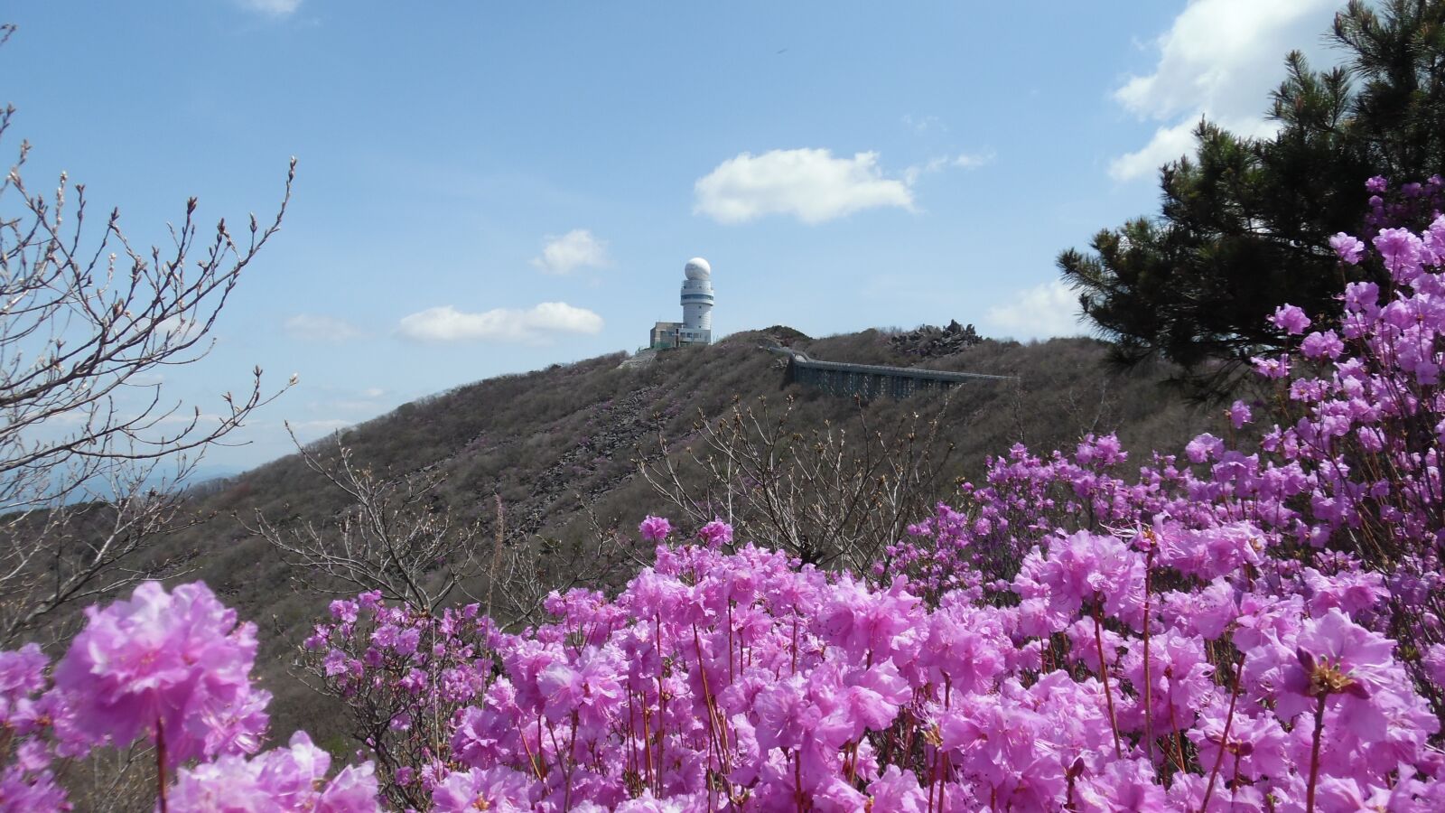 Samsung WB50F/WB51F/WB52F sample photo. Non-chain acids, azaleas, azalea photography
