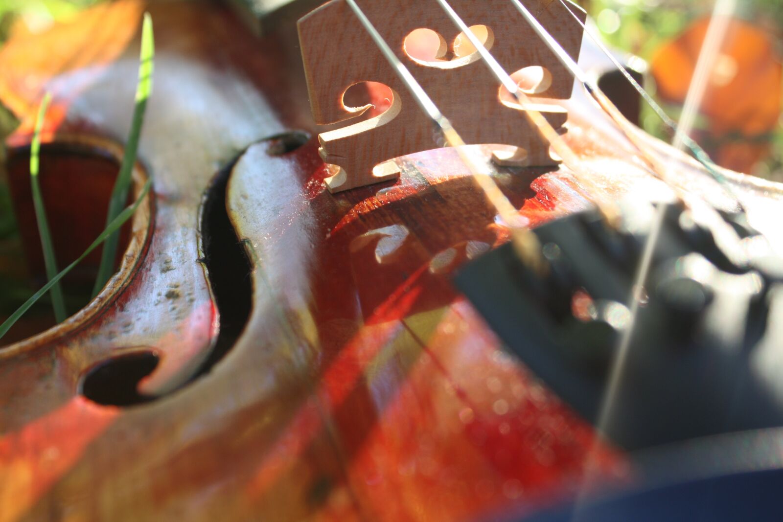 Canon EOS 450D (EOS Rebel XSi / EOS Kiss X2) sample photo. Violin, music, classic photography