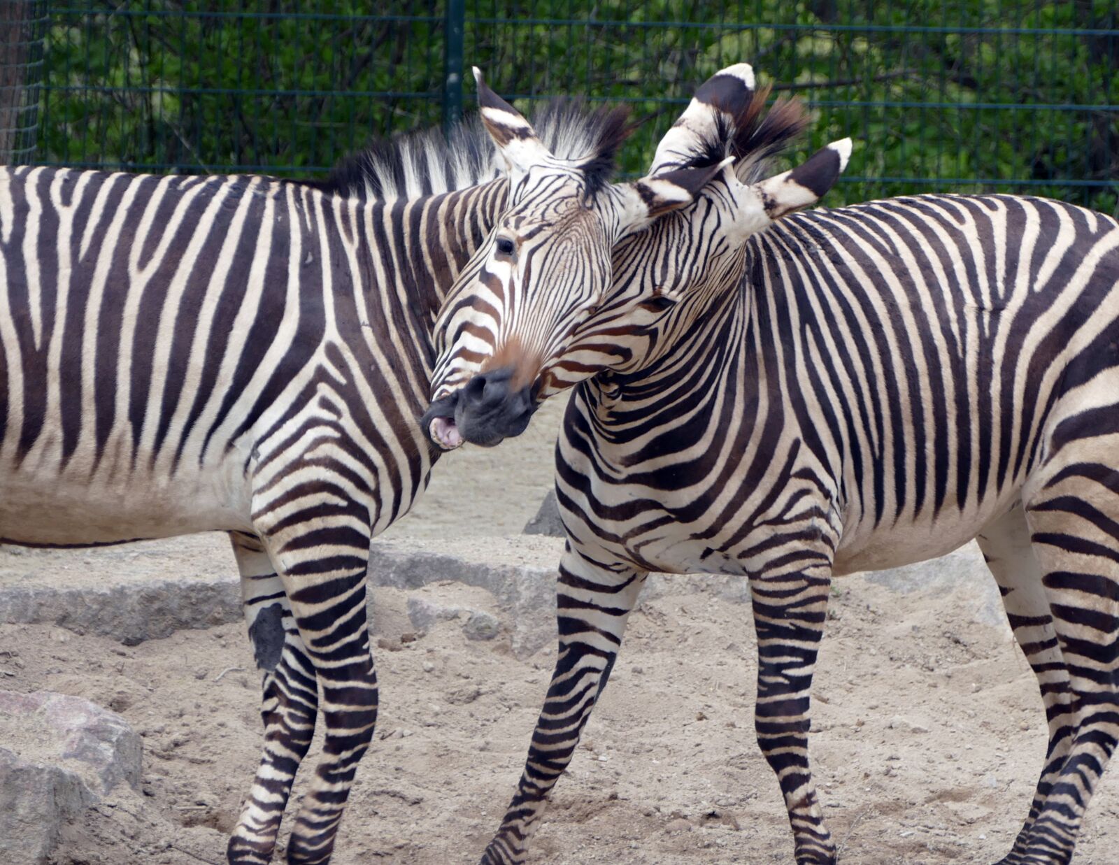 Panasonic Lumix DMC-FZ1000 sample photo. Zebra, animal, zoo photography