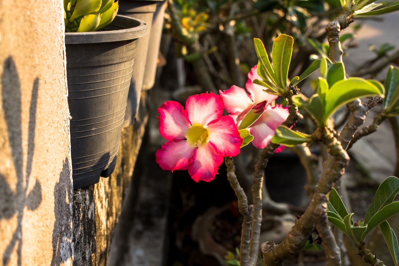 Canon EOS 700D (EOS Rebel T5i / EOS Kiss X7i) sample photo. Invited to visit, plant photography