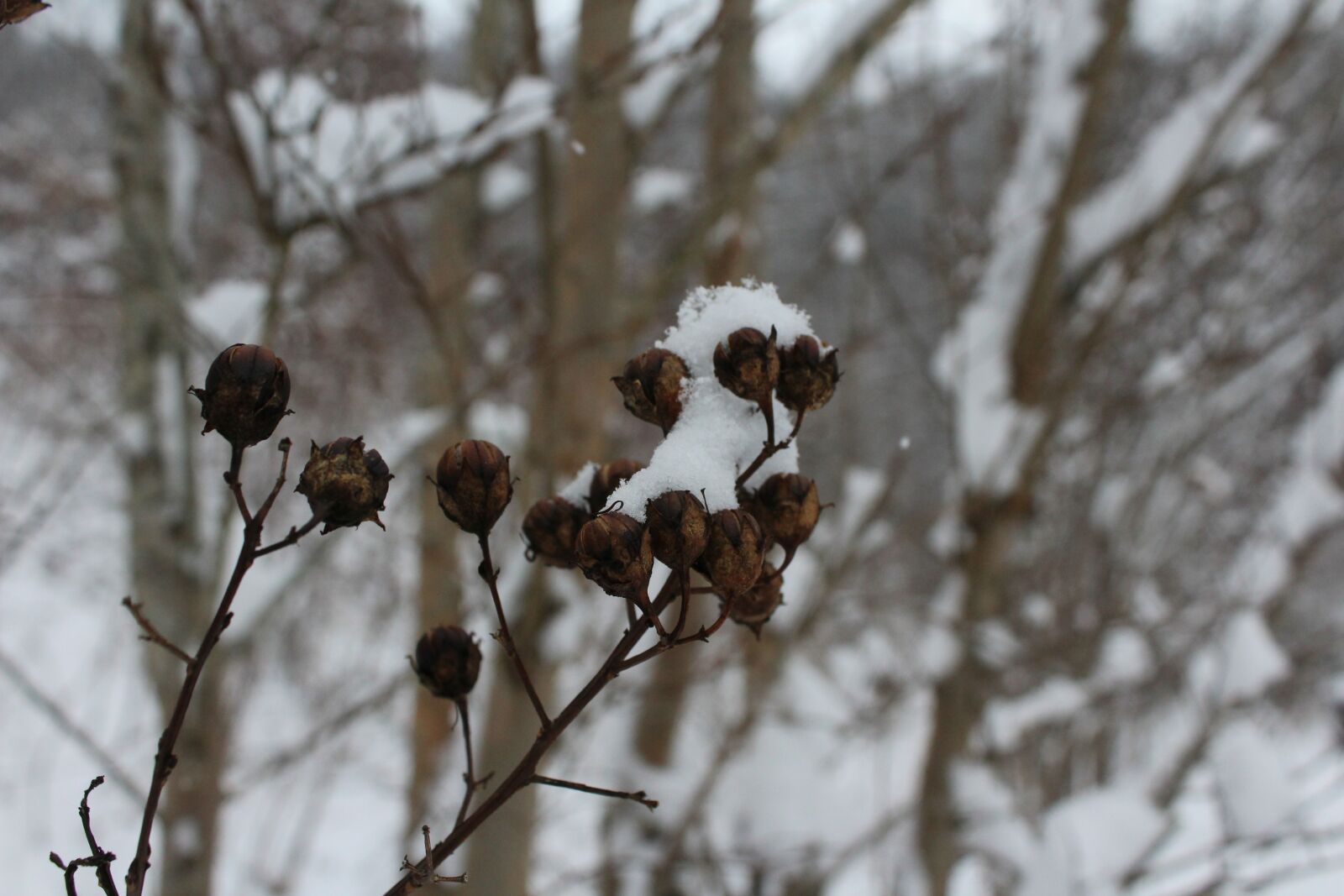 Canon EOS 1200D (EOS Rebel T5 / EOS Kiss X70 / EOS Hi) sample photo. Winter, buds, snow photography