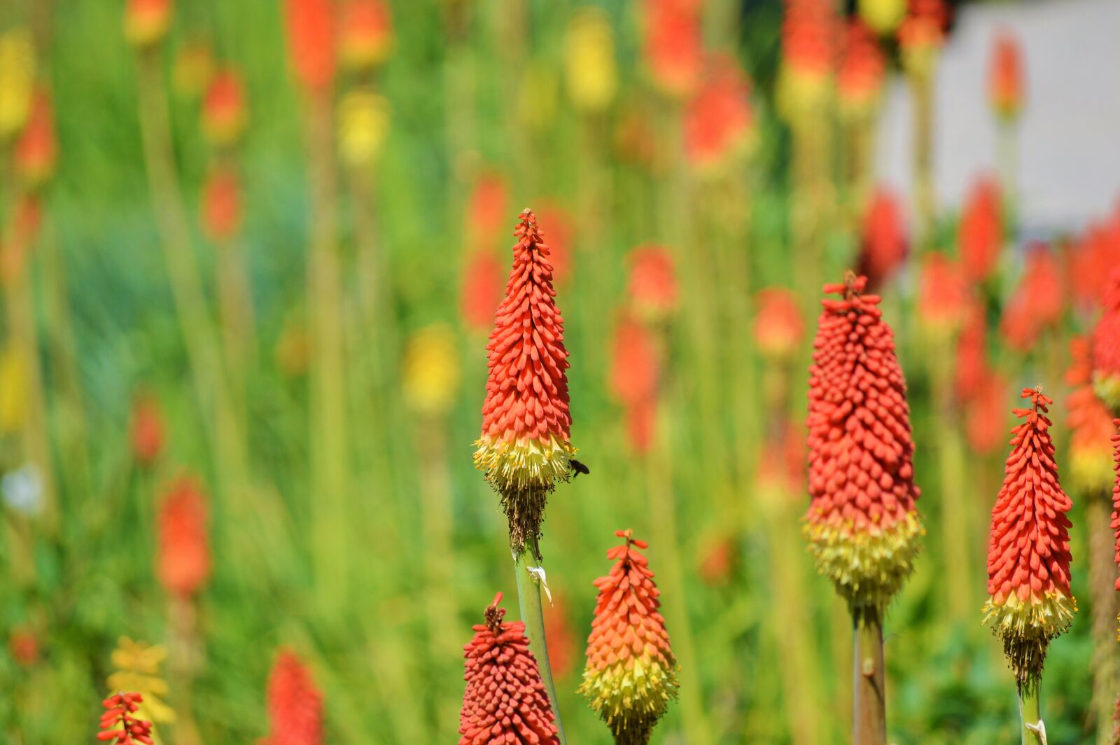 Nikon D3200 sample photo. Panicles-montbretie, flower, plant photography