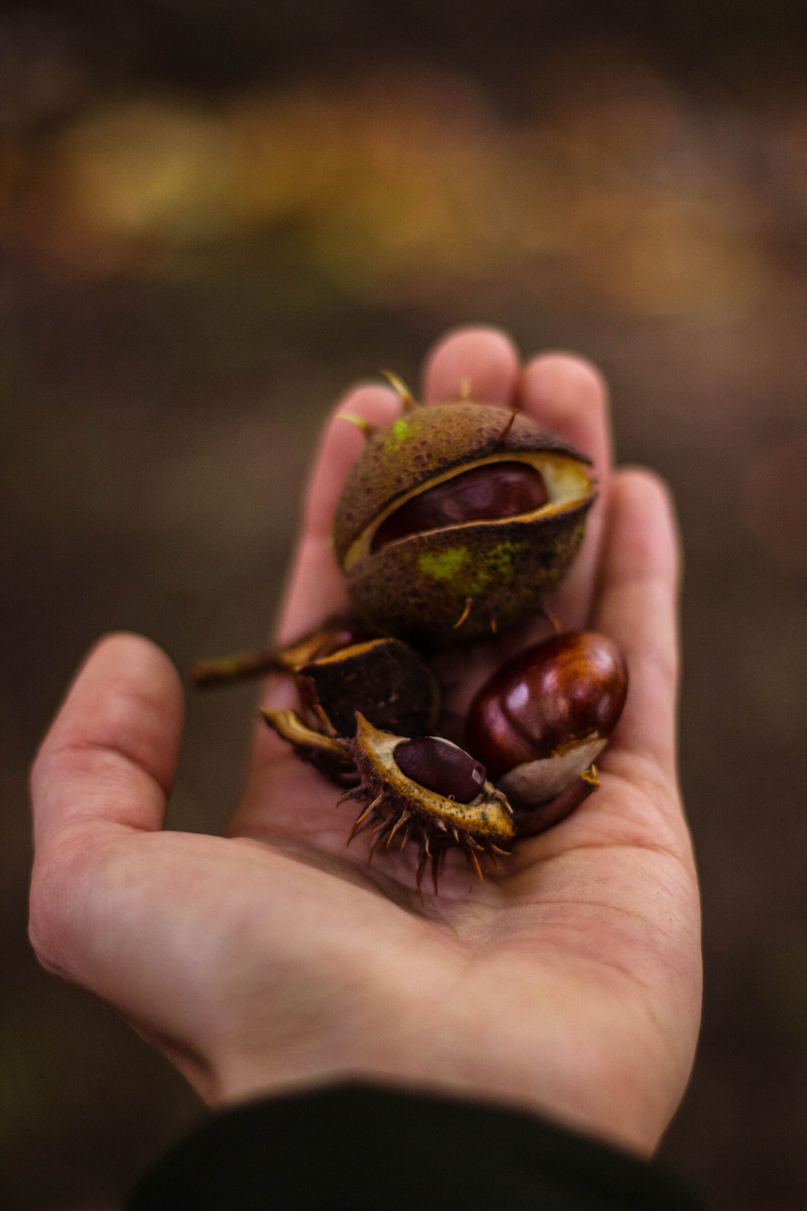 Canon EOS 600D (Rebel EOS T3i / EOS Kiss X5) + Canon EF 50mm F1.8 II sample photo. Autumn, fall, hand, chestnut photography