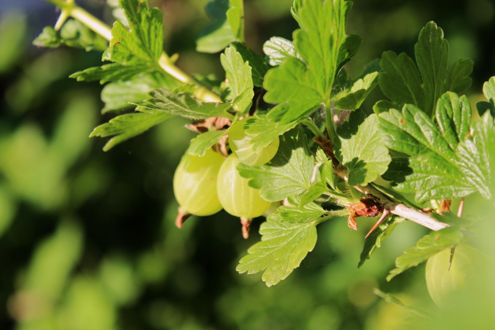Canon EOS 1300D (EOS Rebel T6 / EOS Kiss X80) sample photo. Gooseberry, young gooseberry, fruit photography