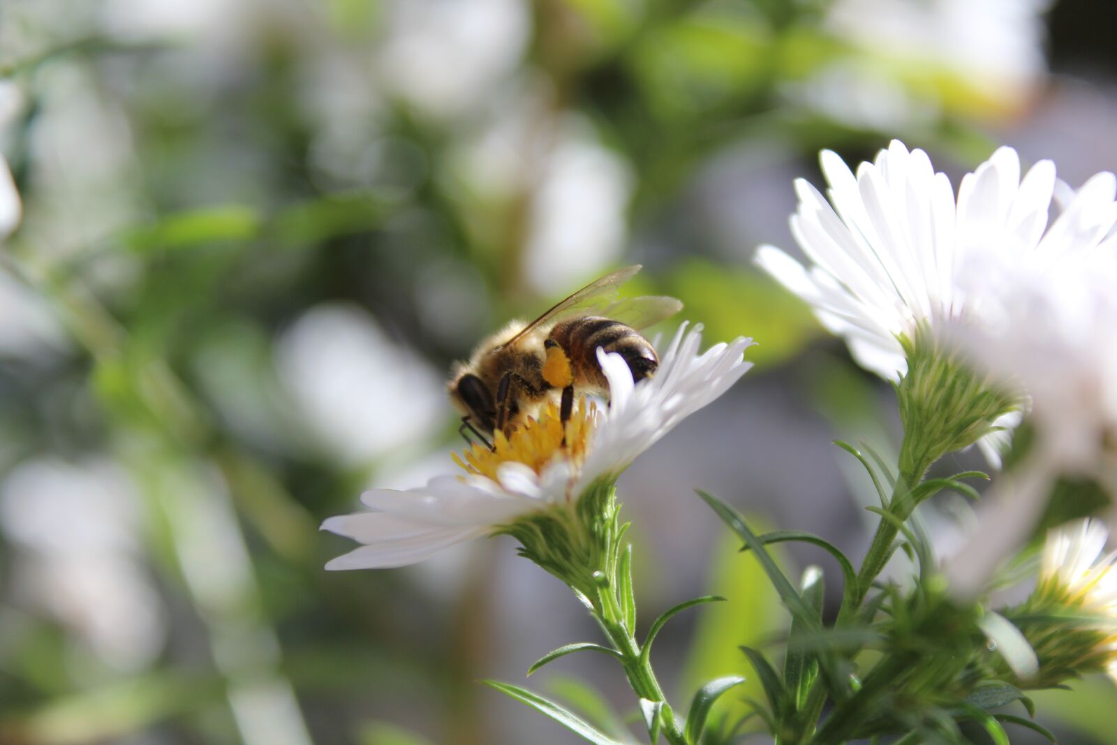 Canon EOS 1200D (EOS Rebel T5 / EOS Kiss X70 / EOS Hi) sample photo. Bee, insect, animal photography