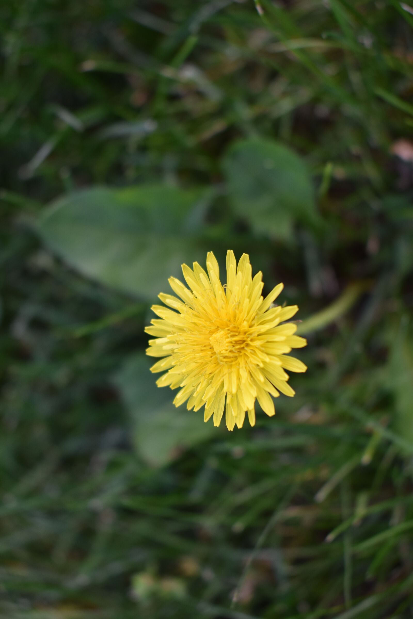 Nikon D5500 sample photo. Dandelion, flower, weed photography
