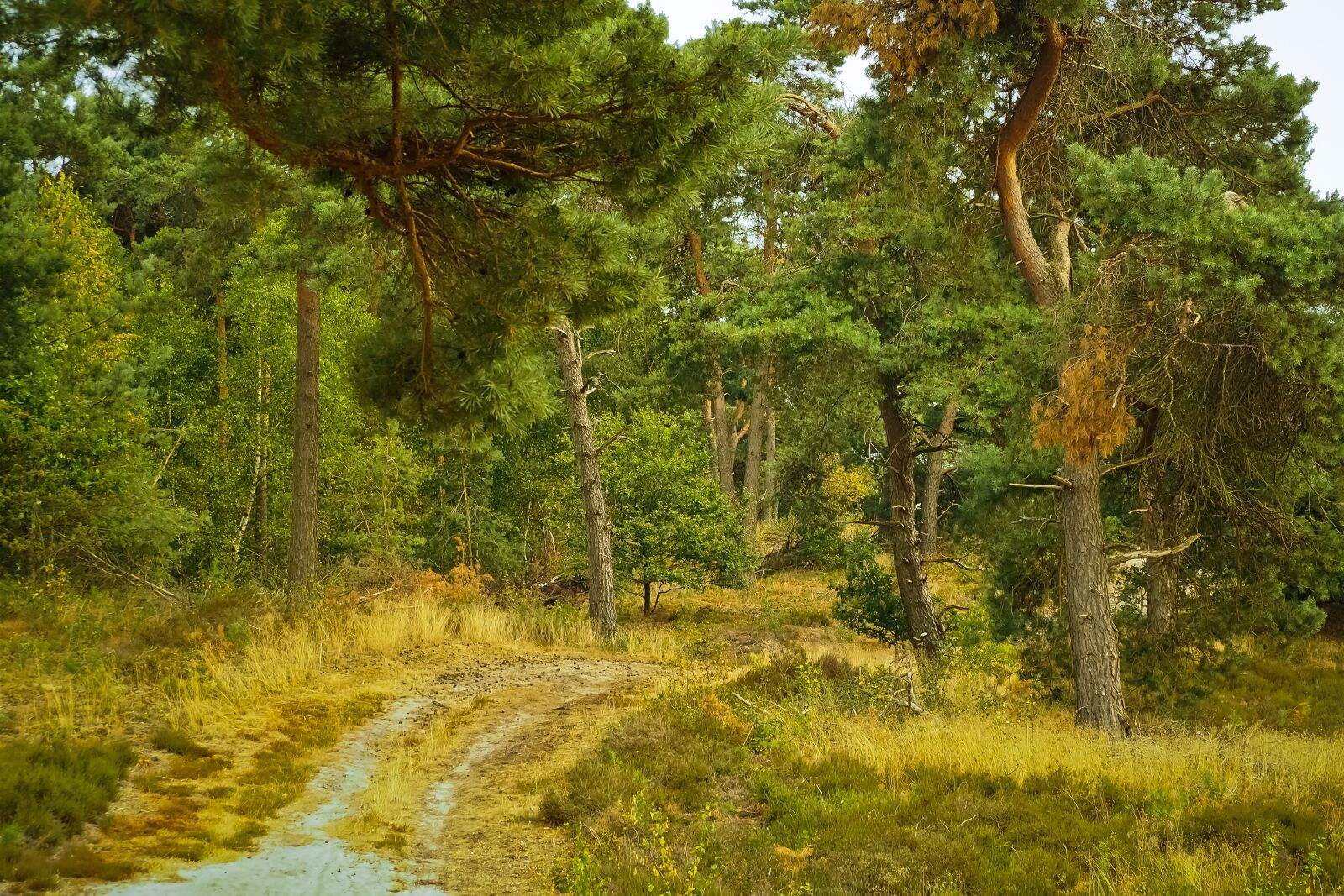 Olympus OM-D E-M10 sample photo. Forest, trees, nature photography
