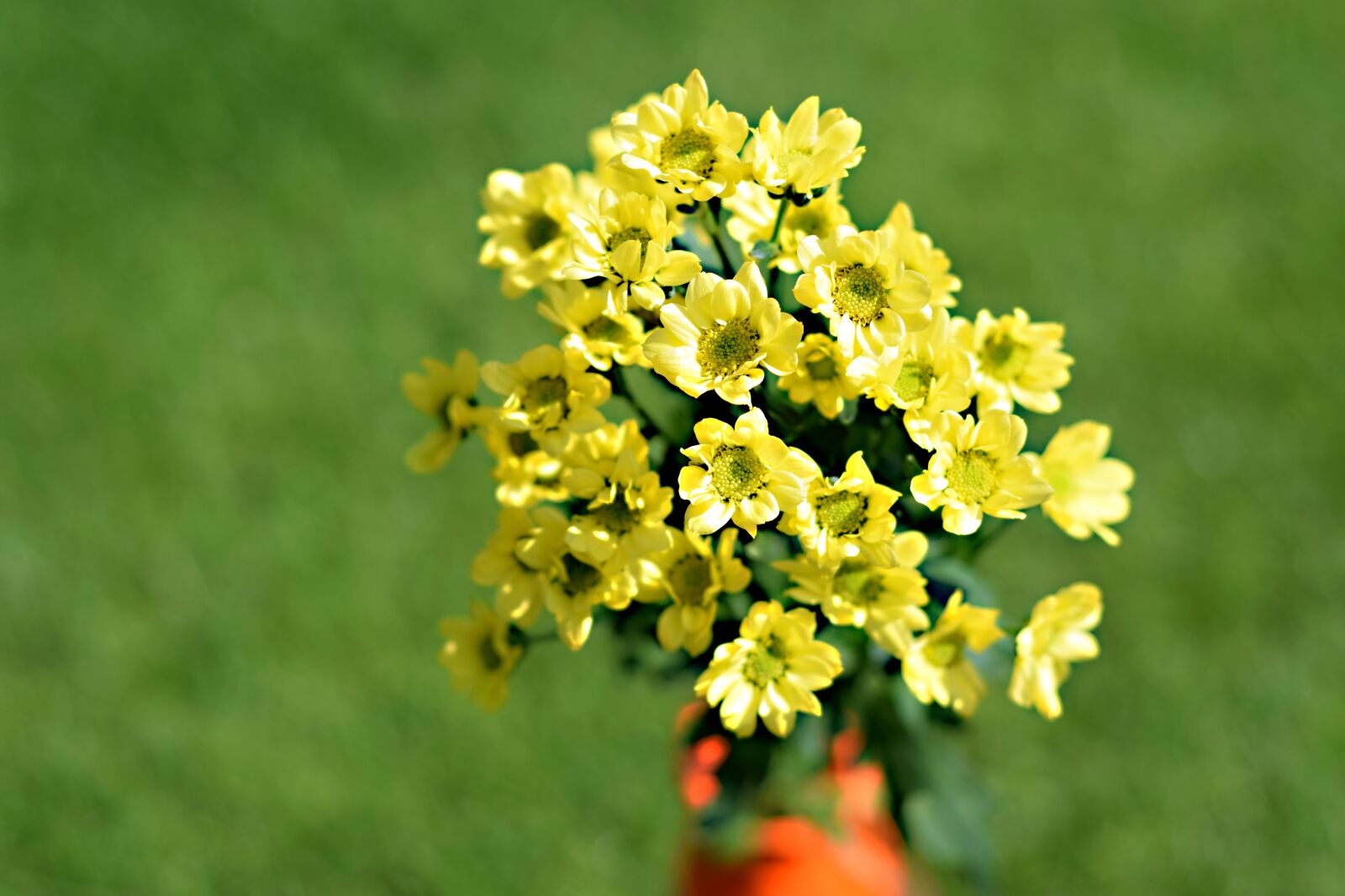 Nikon D5300 sample photo. Chryzant ny, flowers, yellow photography