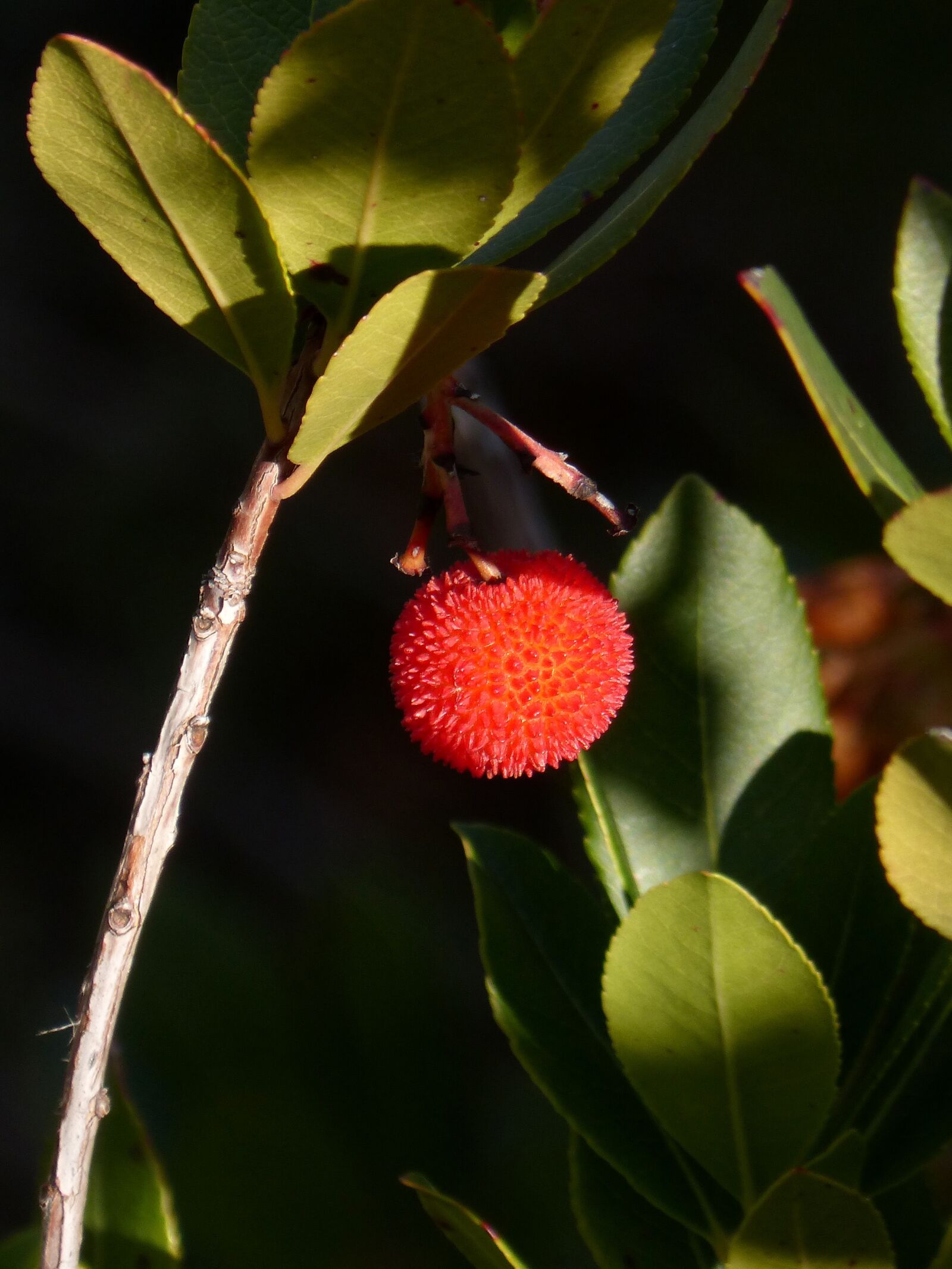 Panasonic DMC-FZ62 sample photo. Strawberry tree, fruits of photography