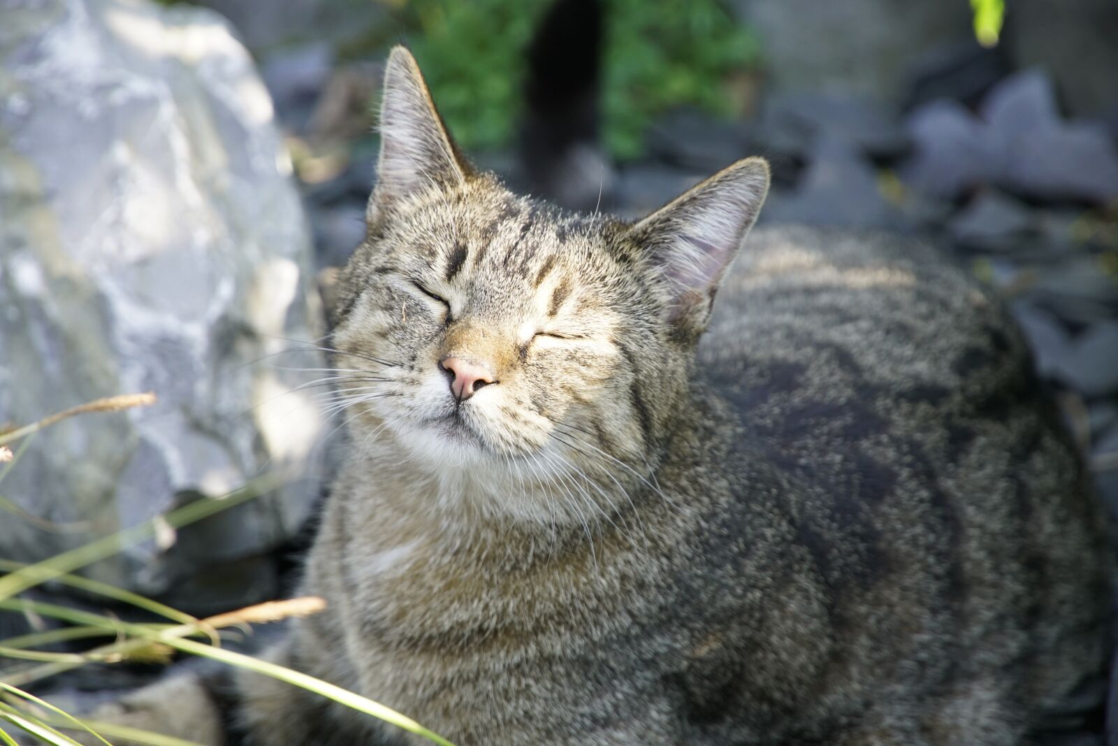 Sony a7R II + Sony E PZ 18-105mm F4 G OSS sample photo. Sun, face, cat photography