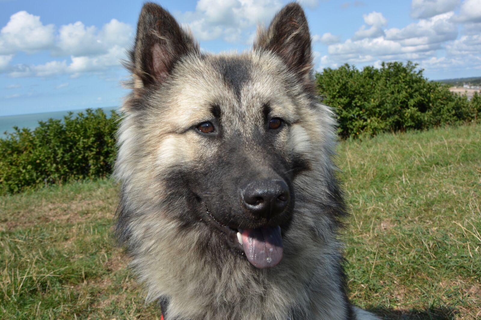 Nikon D5200 sample photo. Dog, bitch dog eurasier photography