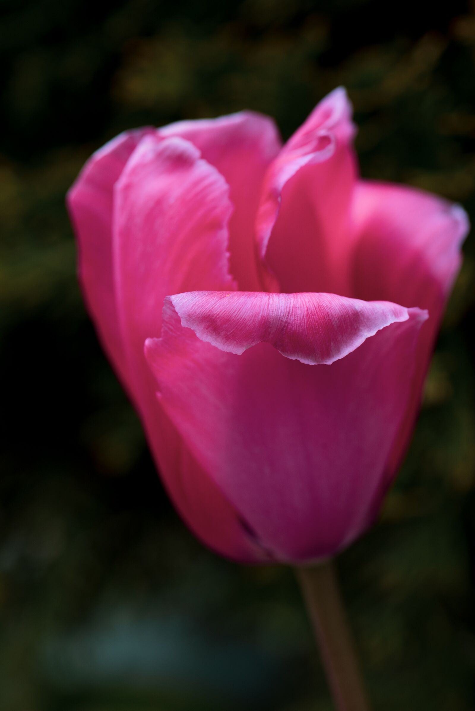 Nikon D750 sample photo. Tulip, pink, flower photography