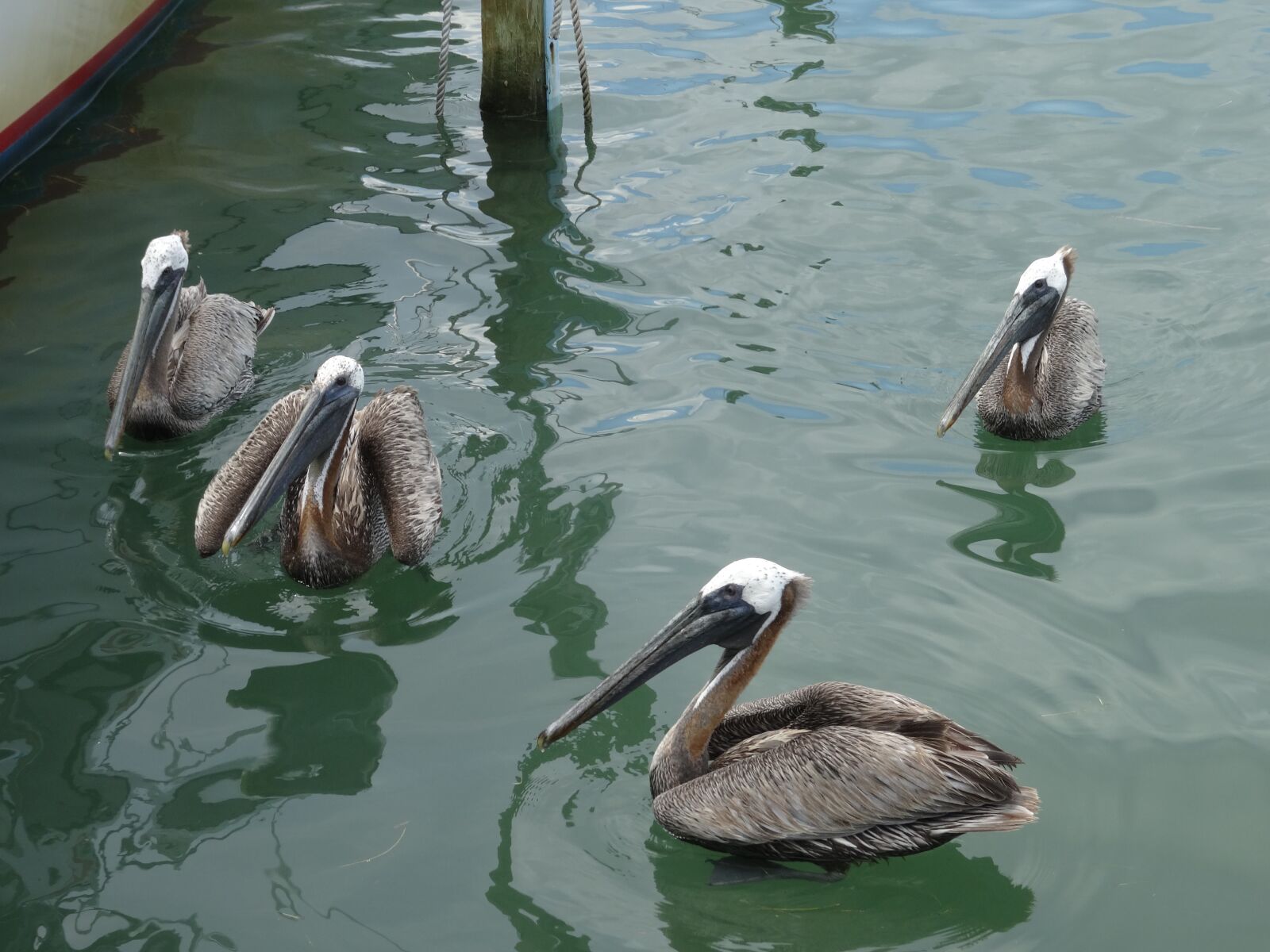 Sony Cyber-shot DSC-WX300 sample photo. Pelicans, mar, ocean photography