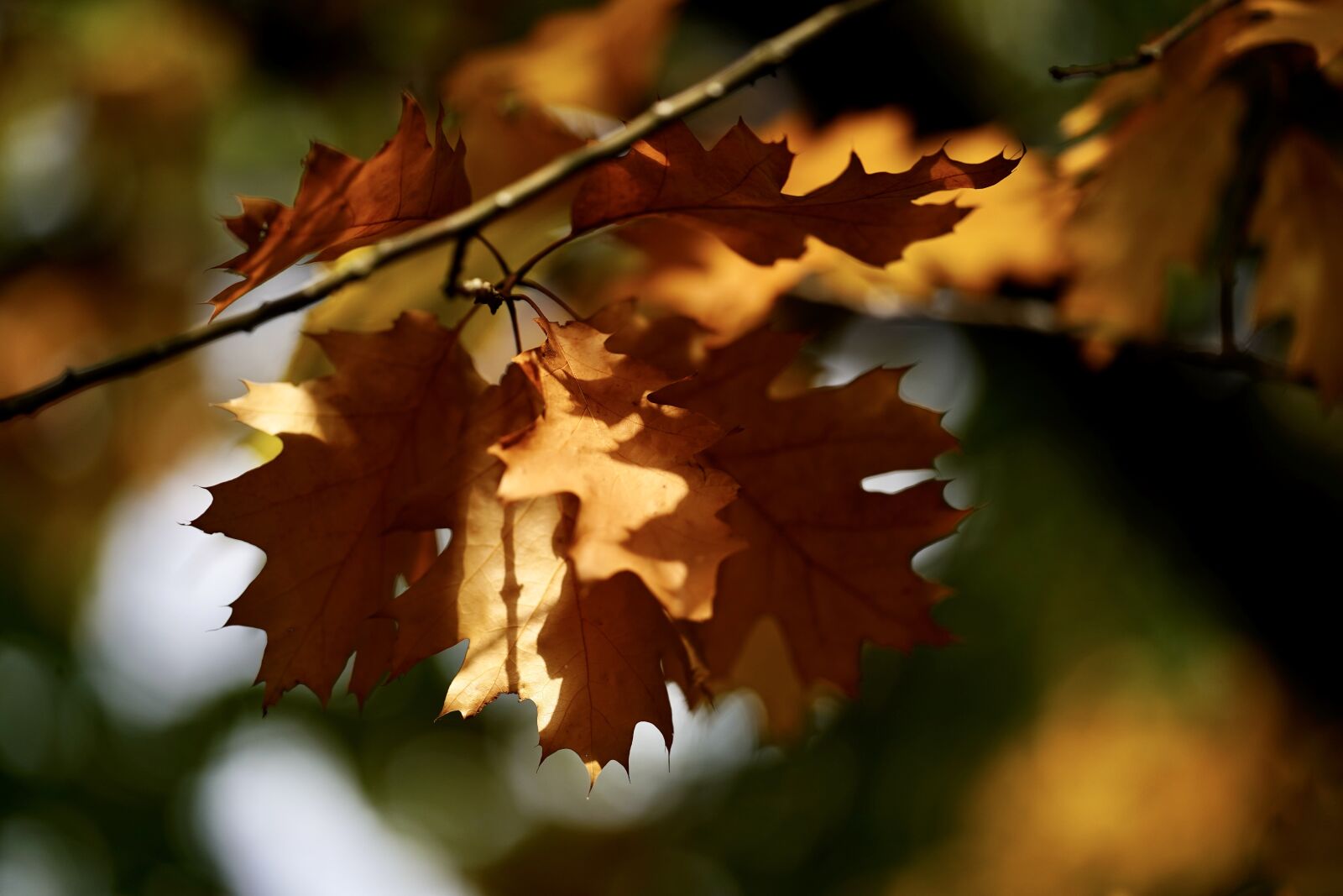 Sony a7 III sample photo. Fall leaves, leaves, fall photography