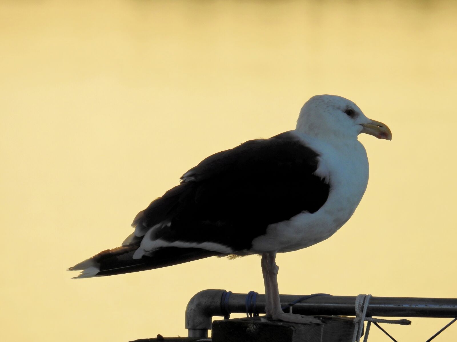 Nikon Coolpix P900 sample photo. Bird, sea, lake photography