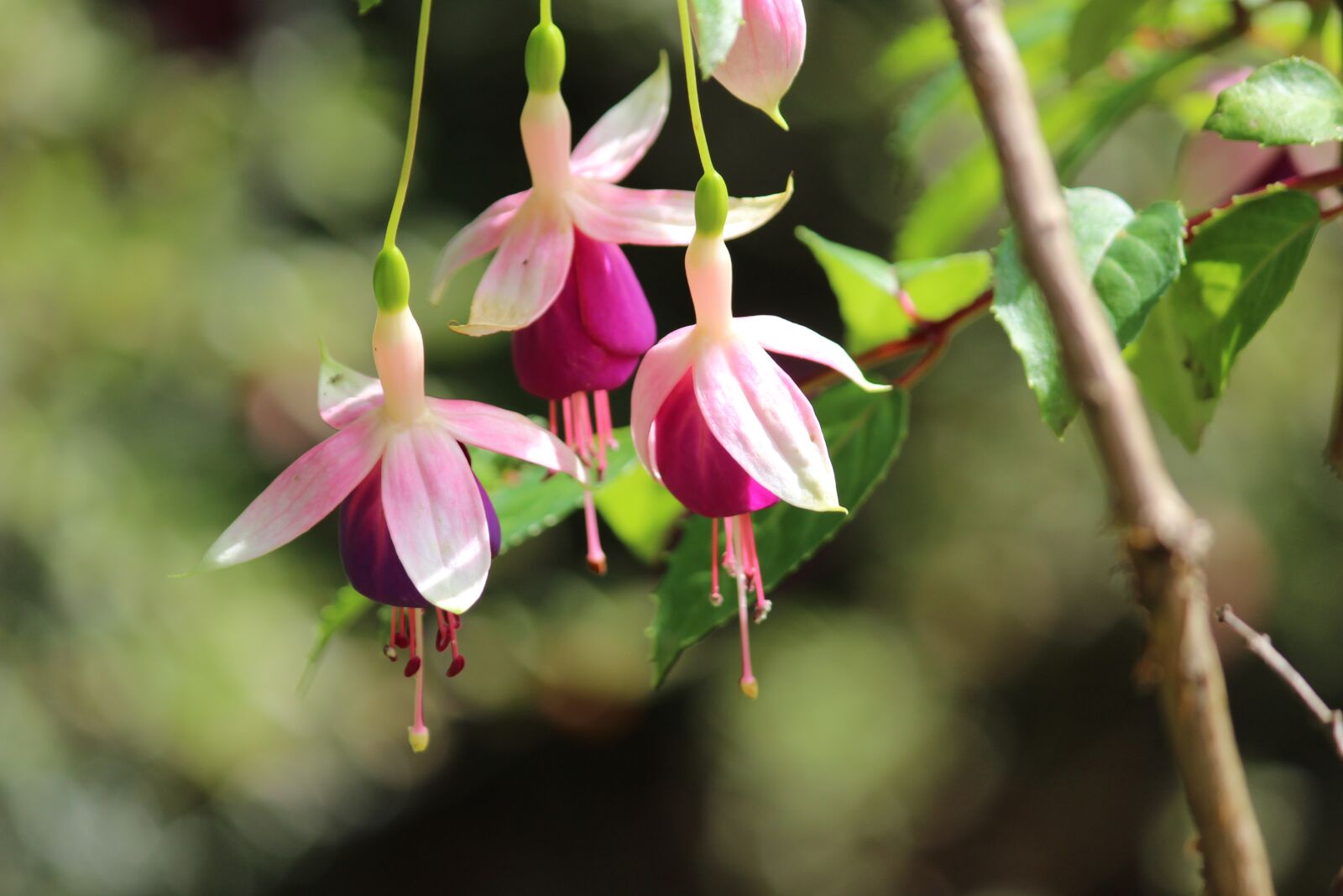 Canon EOS 1200D (EOS Rebel T5 / EOS Kiss X70 / EOS Hi) sample photo. Flower, nature, pink photography