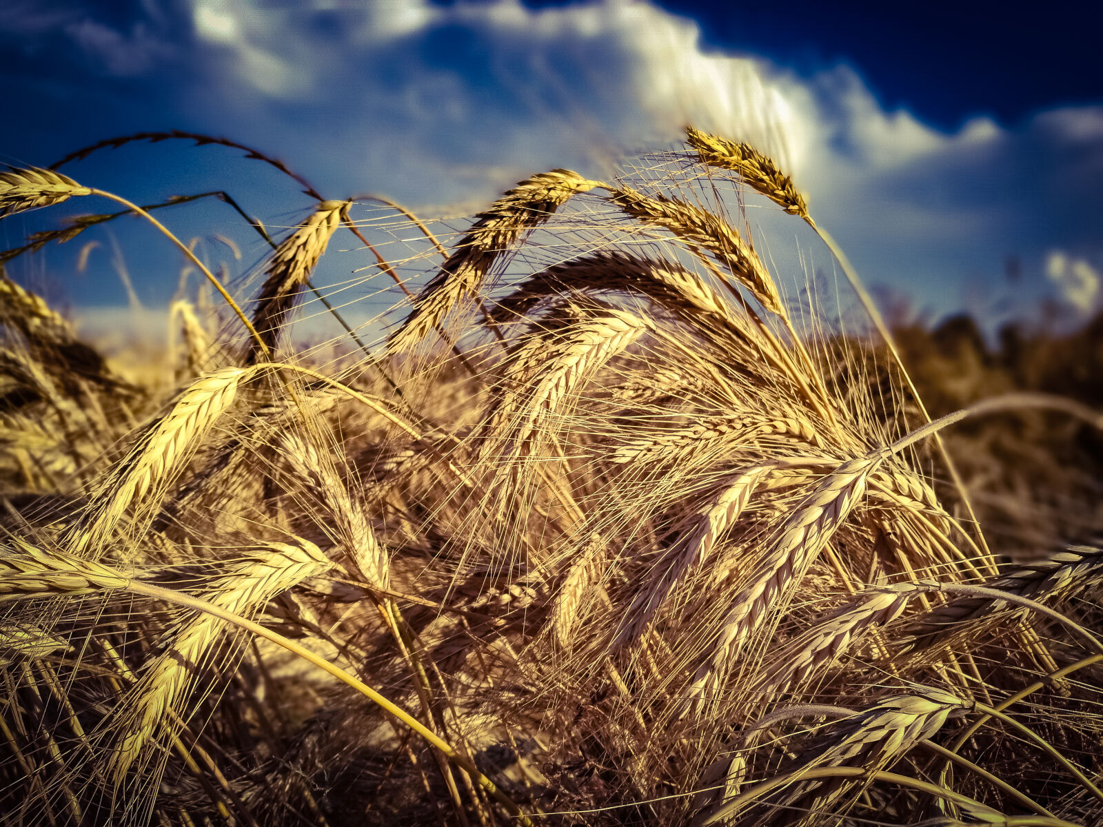HUAWEI P9 sample photo. Row, of, brown, wheat photography