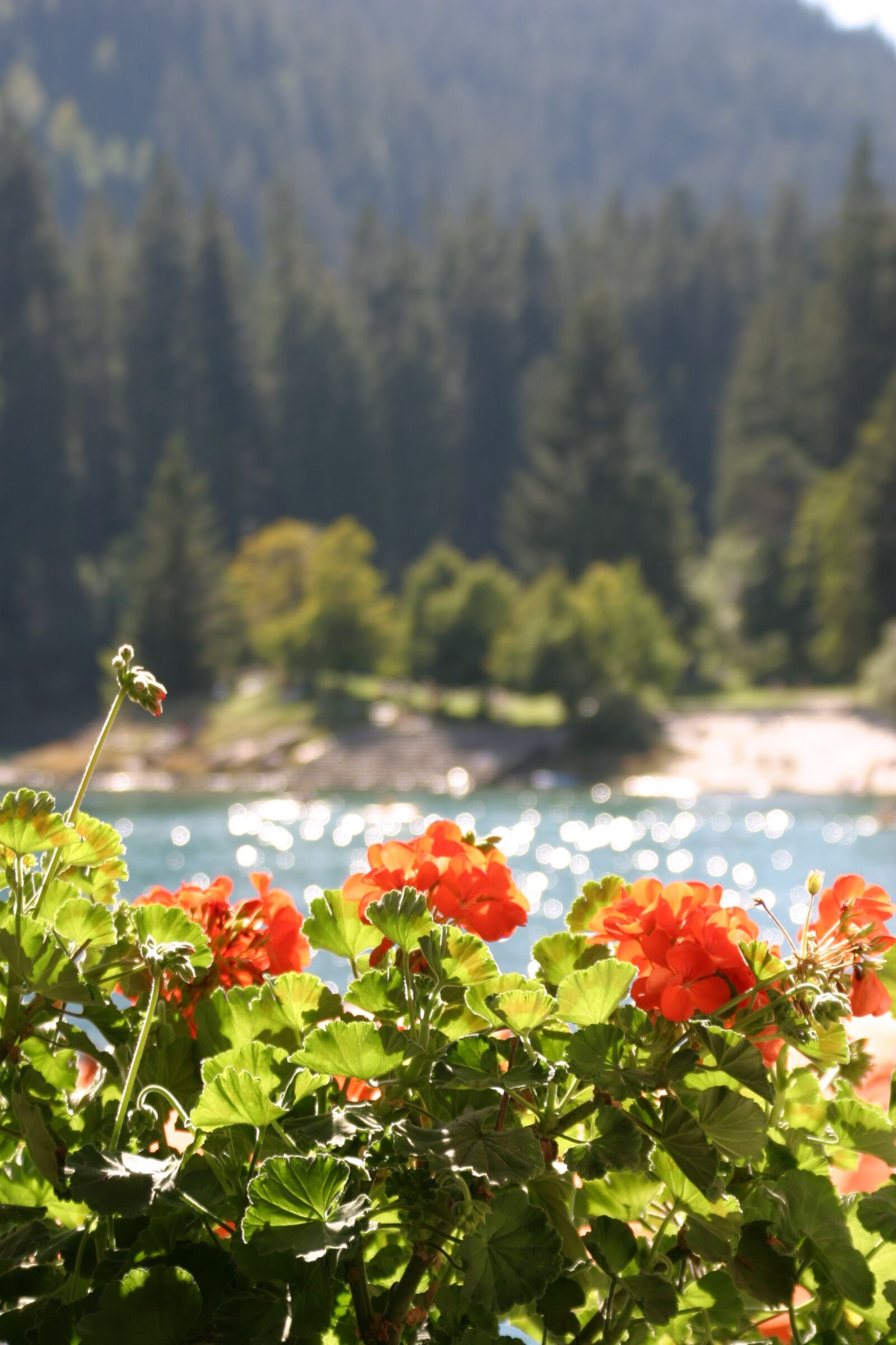 Canon EOS 10D sample photo. Flowers, sun, summer photography