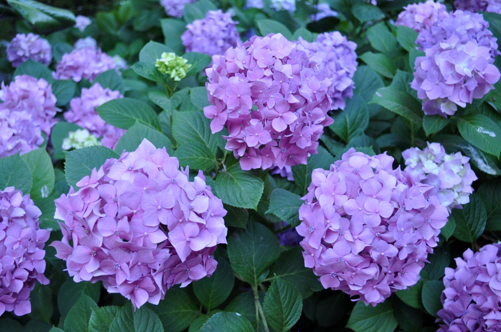 Nikon D5000 sample photo. Hydrangea, lavender hydrangea, blossom photography