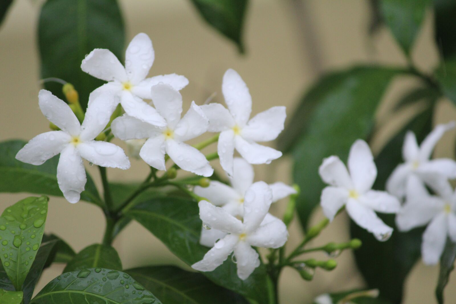 Canon EOS 1200D (EOS Rebel T5 / EOS Kiss X70 / EOS Hi) sample photo. Perivincle, flower, white photography