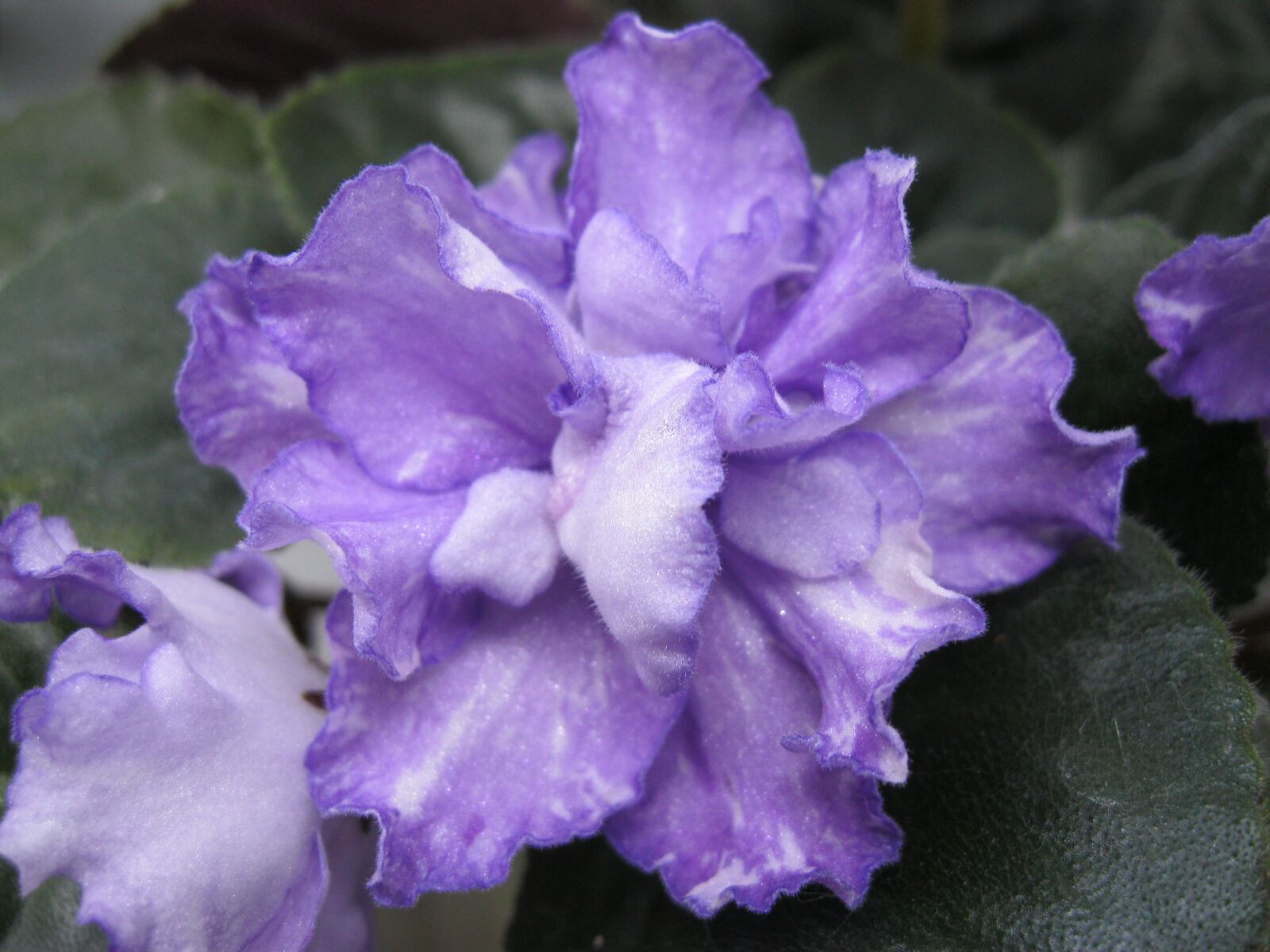 Canon PowerShot A3000 IS sample photo. Saintpaulia, violet, flower photography