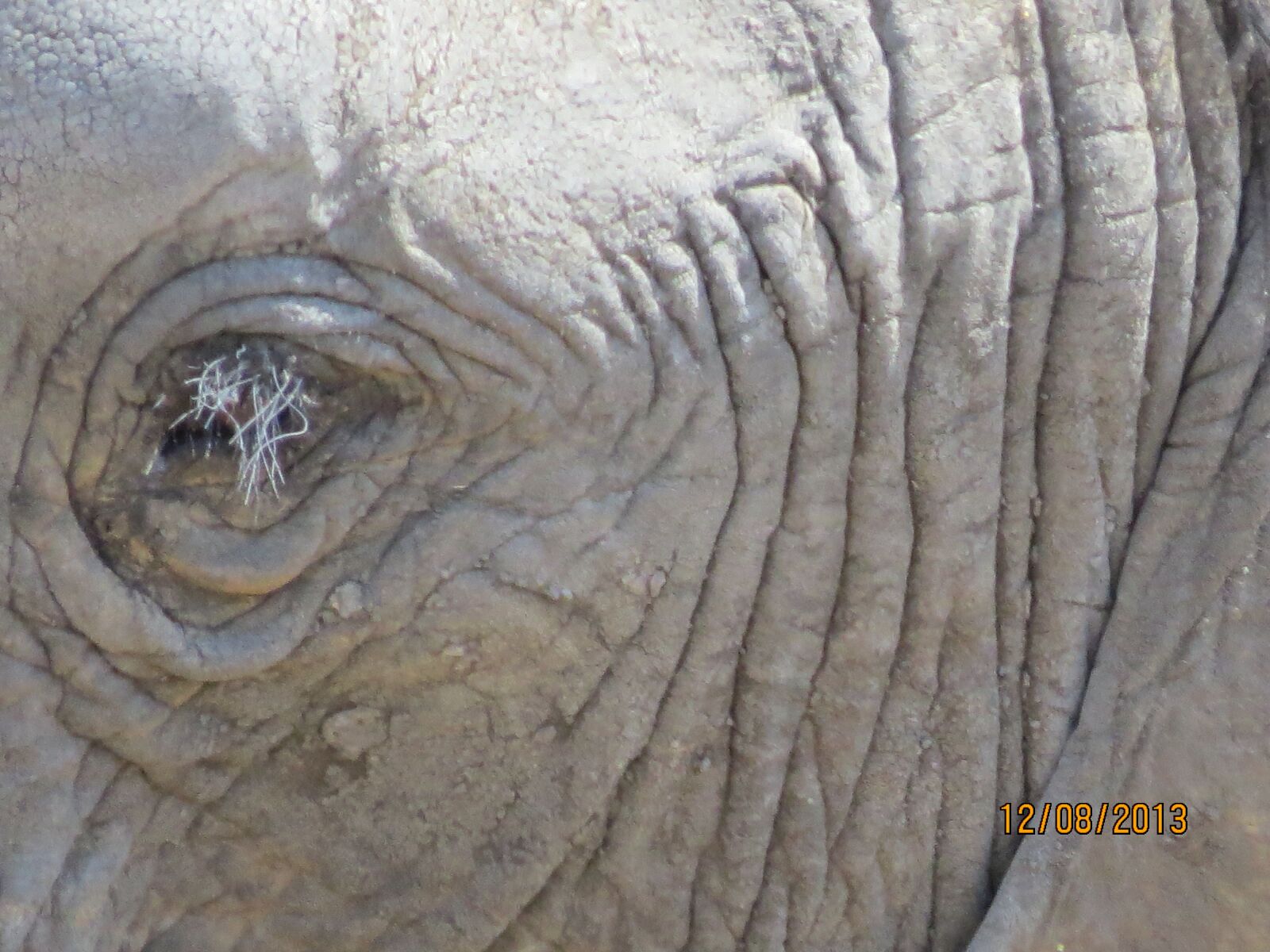 Canon PowerShot SX50 HS sample photo. Elephant, africa, tanzania photography