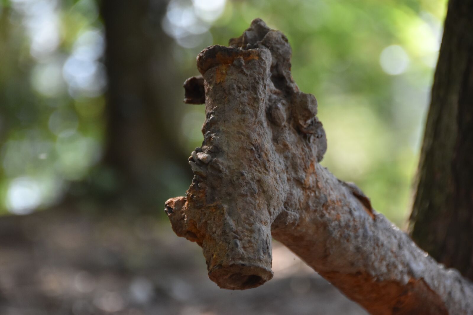Nikon D5600 sample photo. Metal, art, scrap photography