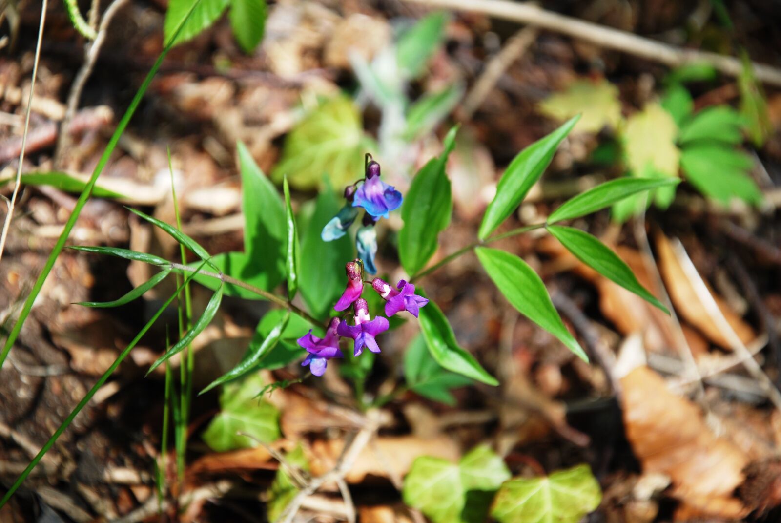 Nikon D60 sample photo. Spring, forest, resin photography