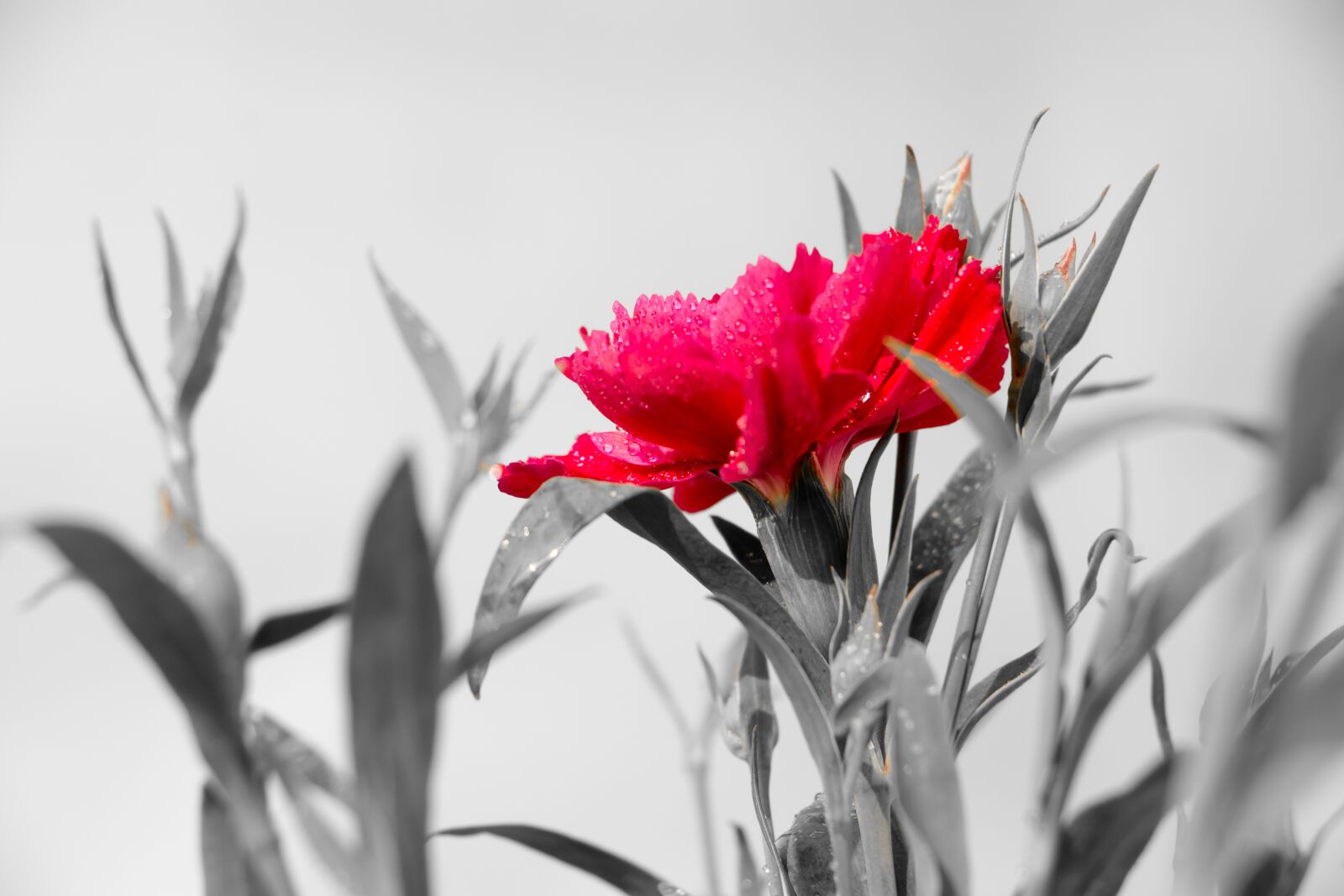 Canon EOS 70D sample photo. Dianthus, pink, winter flowers photography