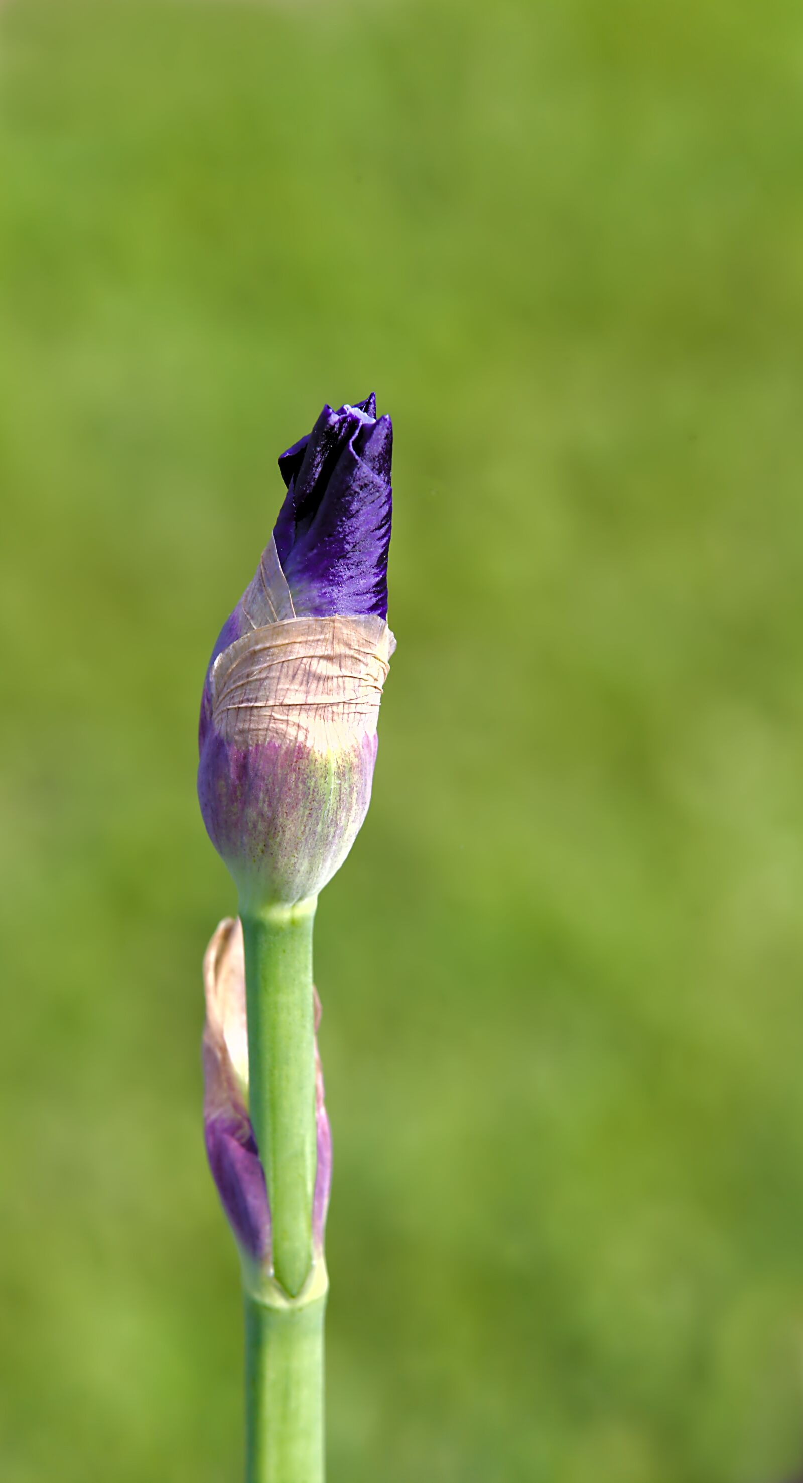 Canon EOS 6D sample photo. Iris, violet, nature photography