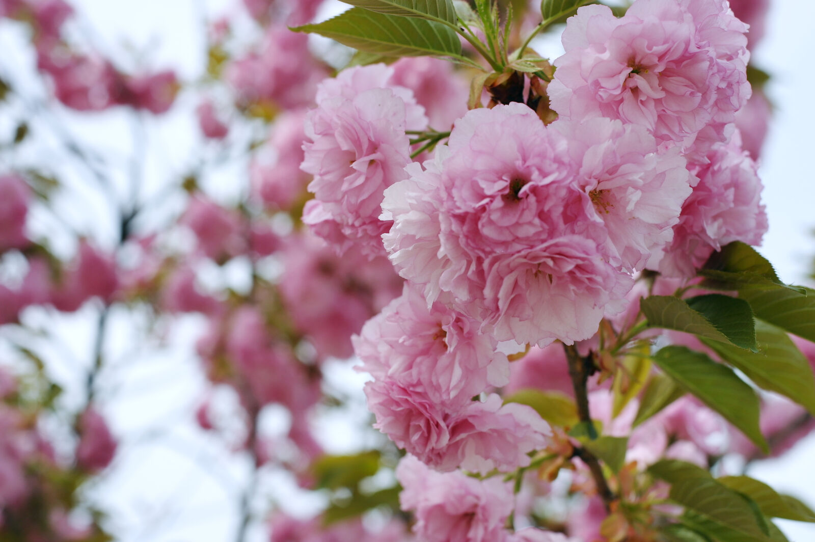 Samsung NX10 sample photo. Blossom, flowers, korea, spring photography