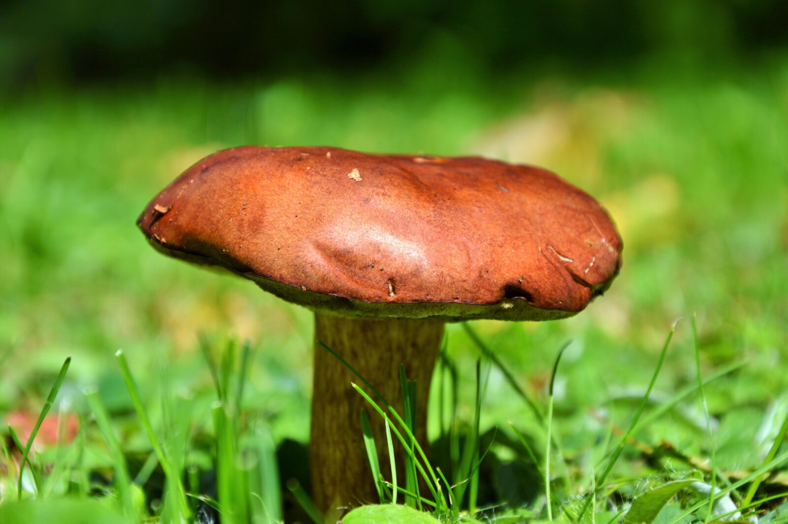 Nikon D3200 sample photo. Mushroom, tube mushroom, brown photography