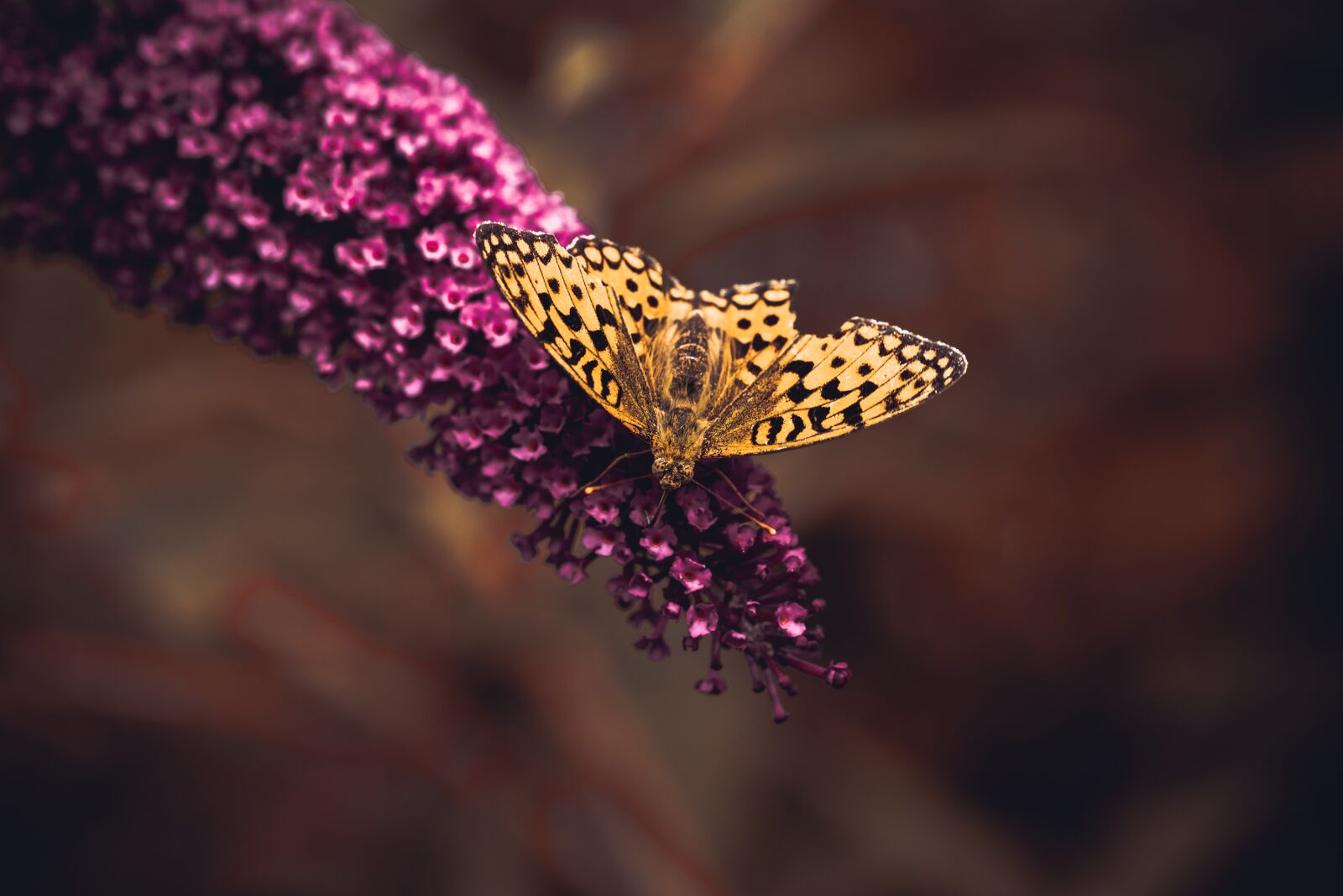 Nikon D750 sample photo. Butterfly, nature, lilac photography